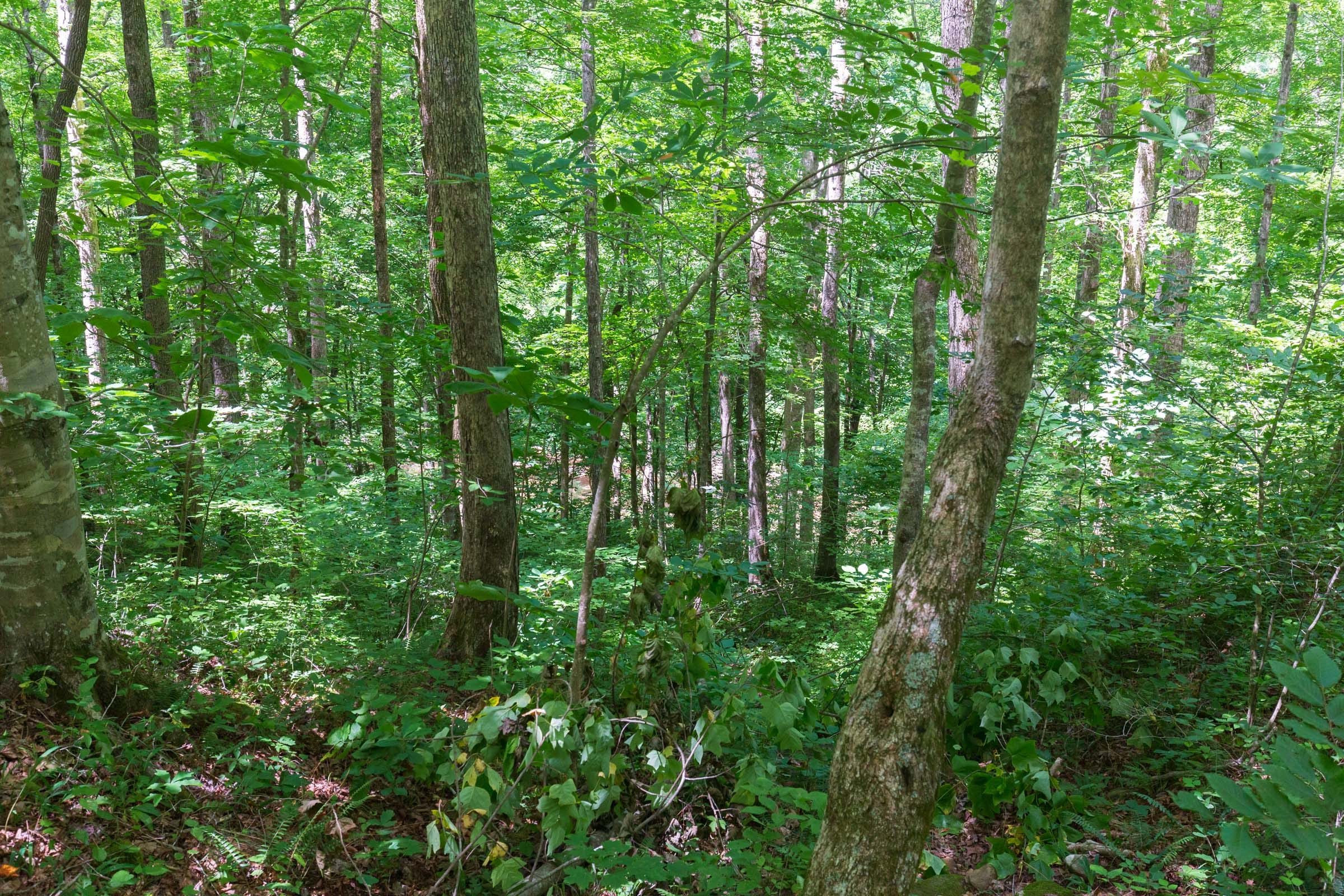 River’s Edge Tract 18 photo 8