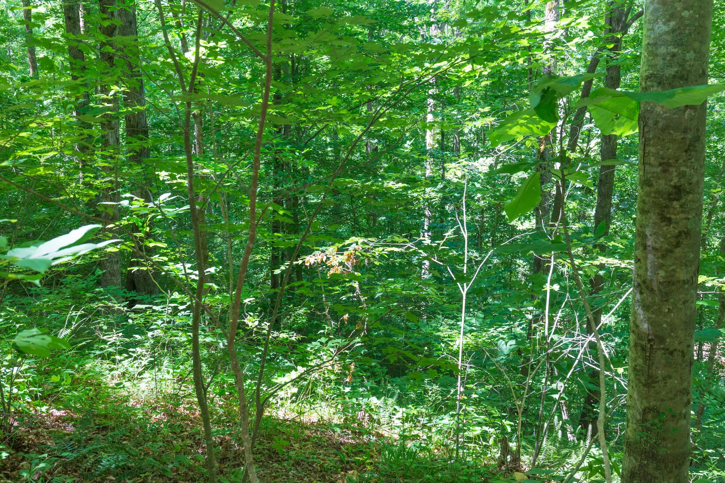 River’s Edge Tract 18 photo 9