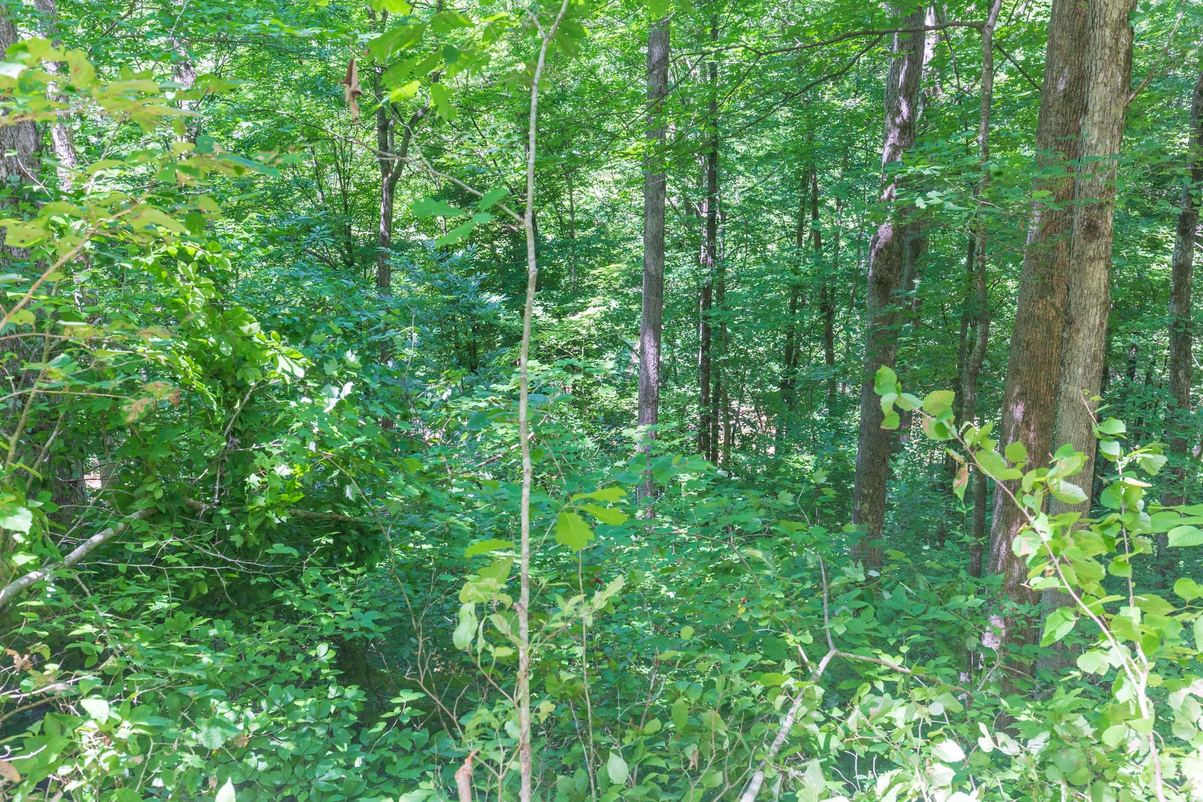 River’s Edge Tract 18 photo 10