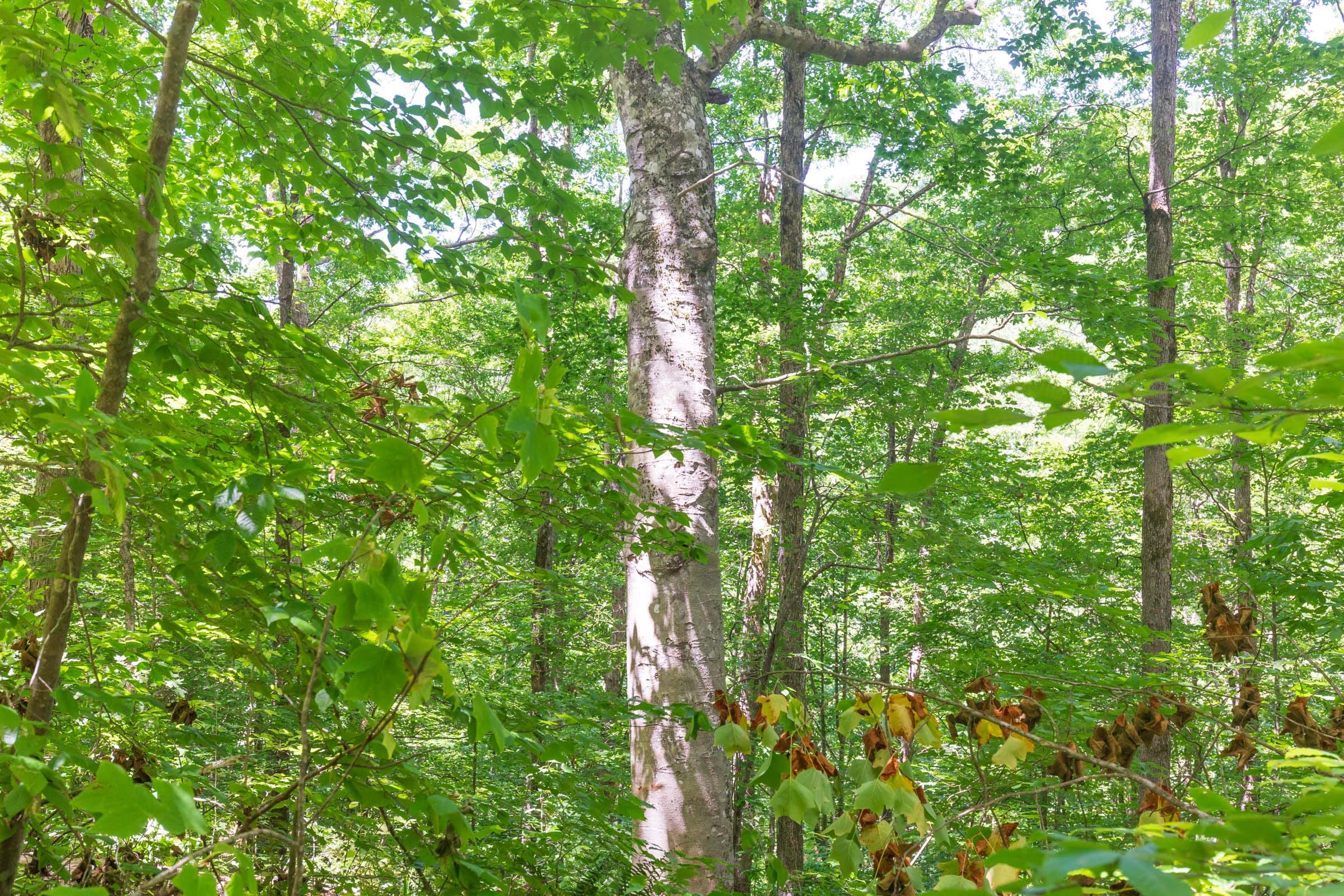 River’s Edge Tract 18 photo 13