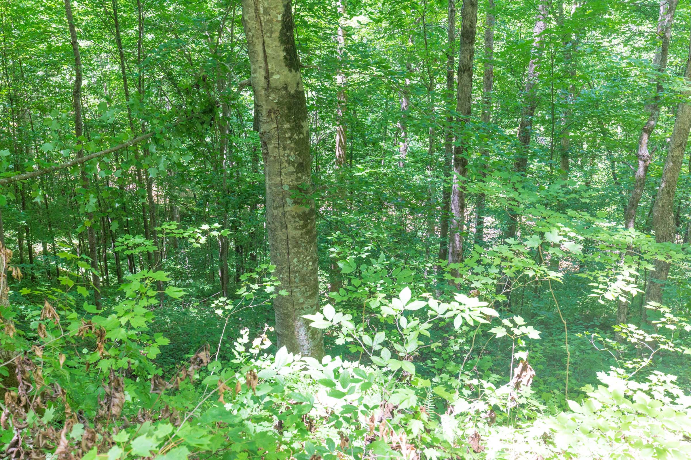 River’s Edge Tract 18 photo 14