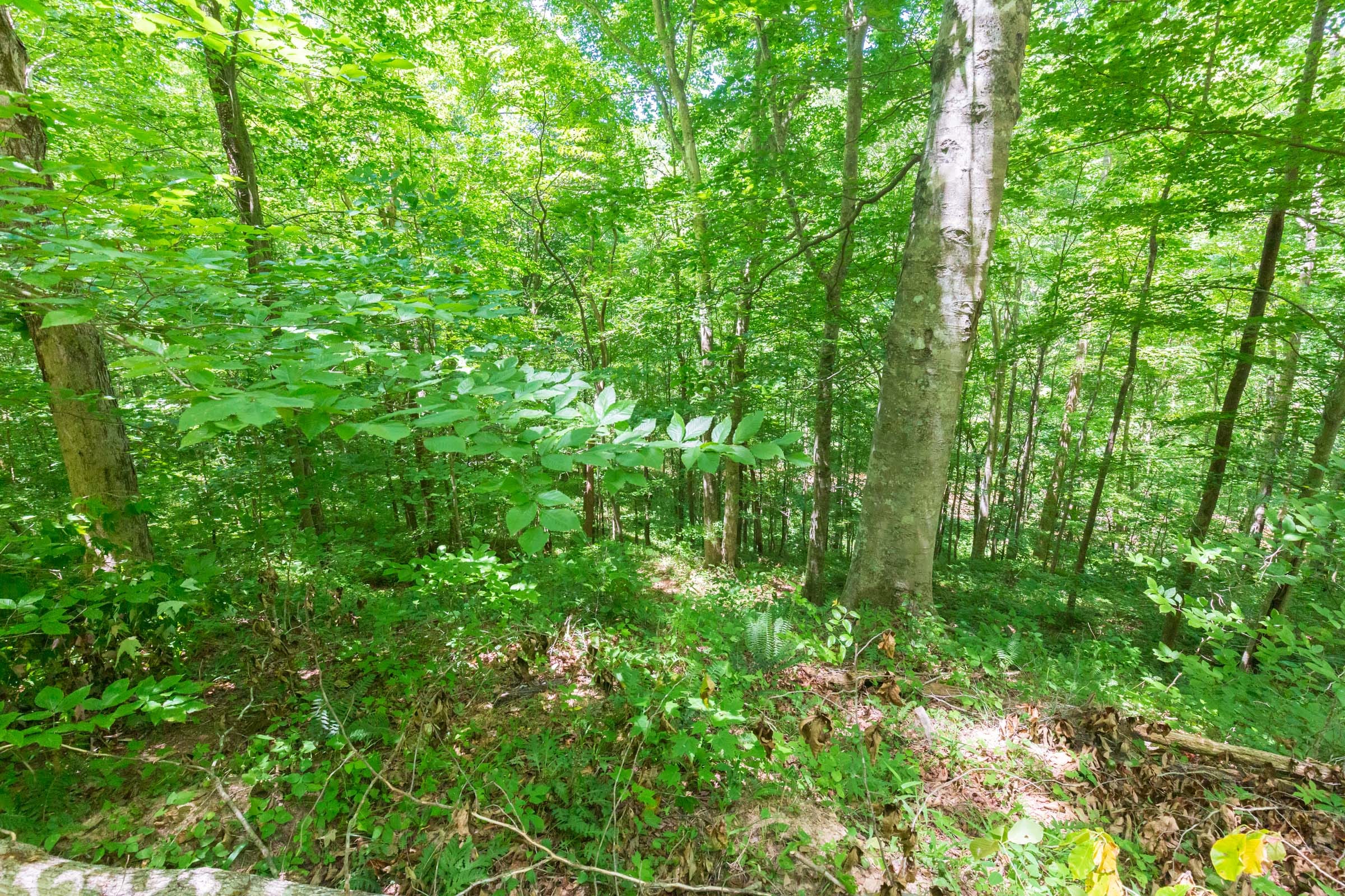 River’s Edge Tract 18 photo 16