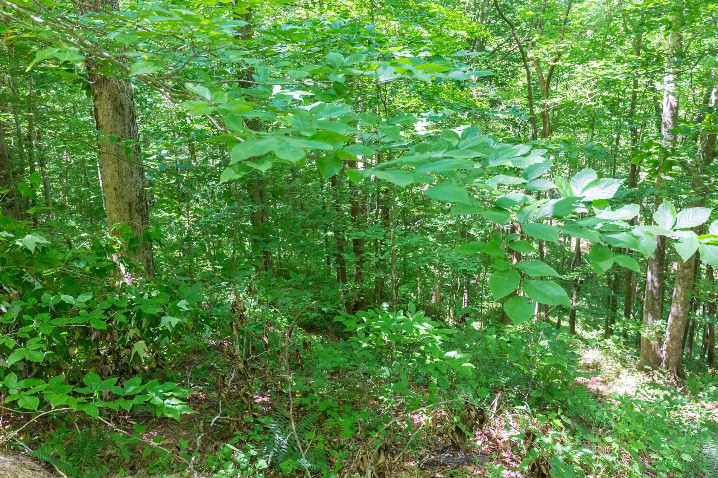 River’s Edge Tract 18 photo 17