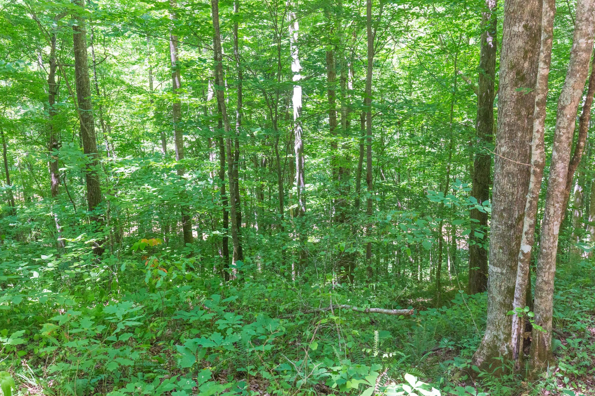 River’s Edge Tract 18 photo 18