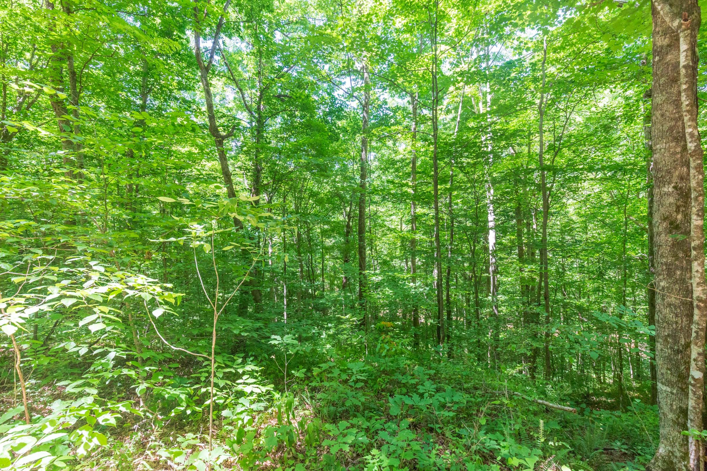 River’s Edge Tract 18 photo 20