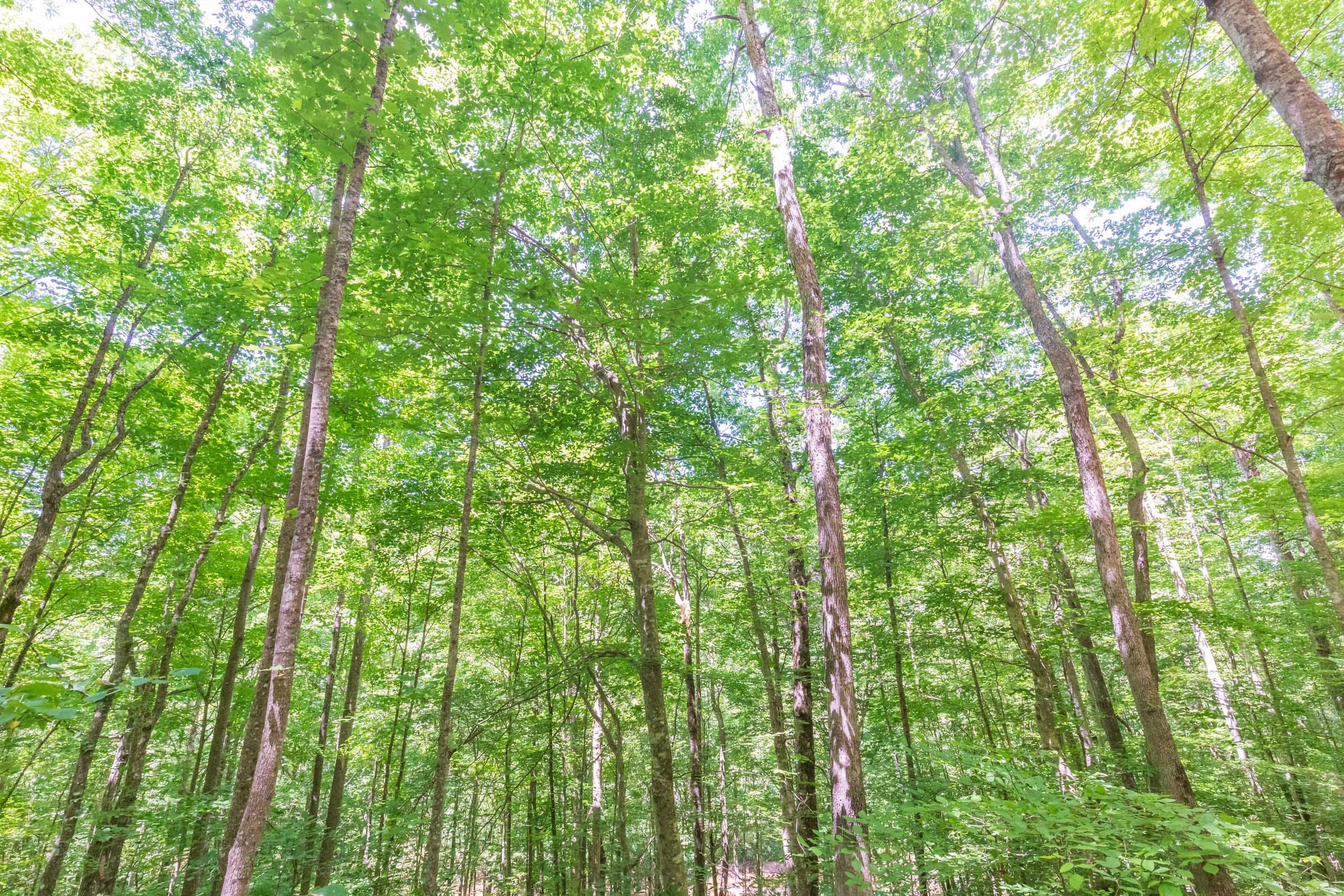 River’s Edge Tract 18 photo 22