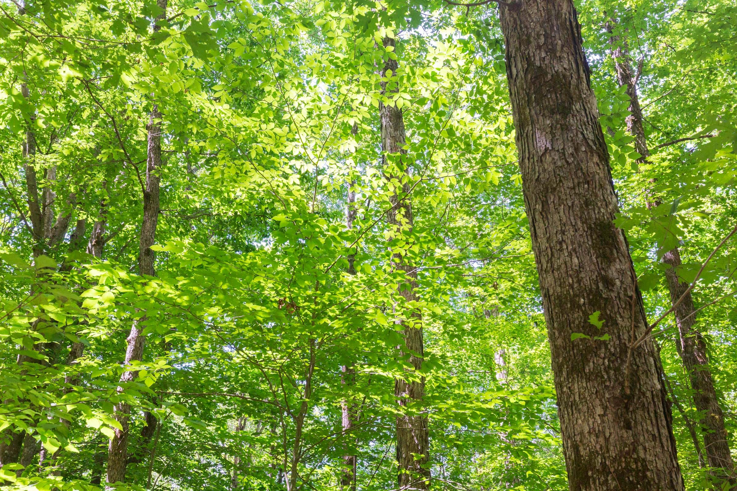 River’s Edge Tract 18 photo 24