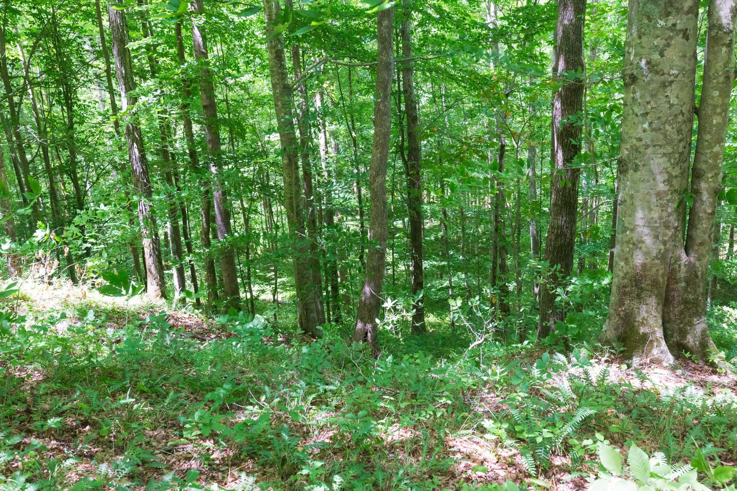 River’s Edge Tract 18 photo 25