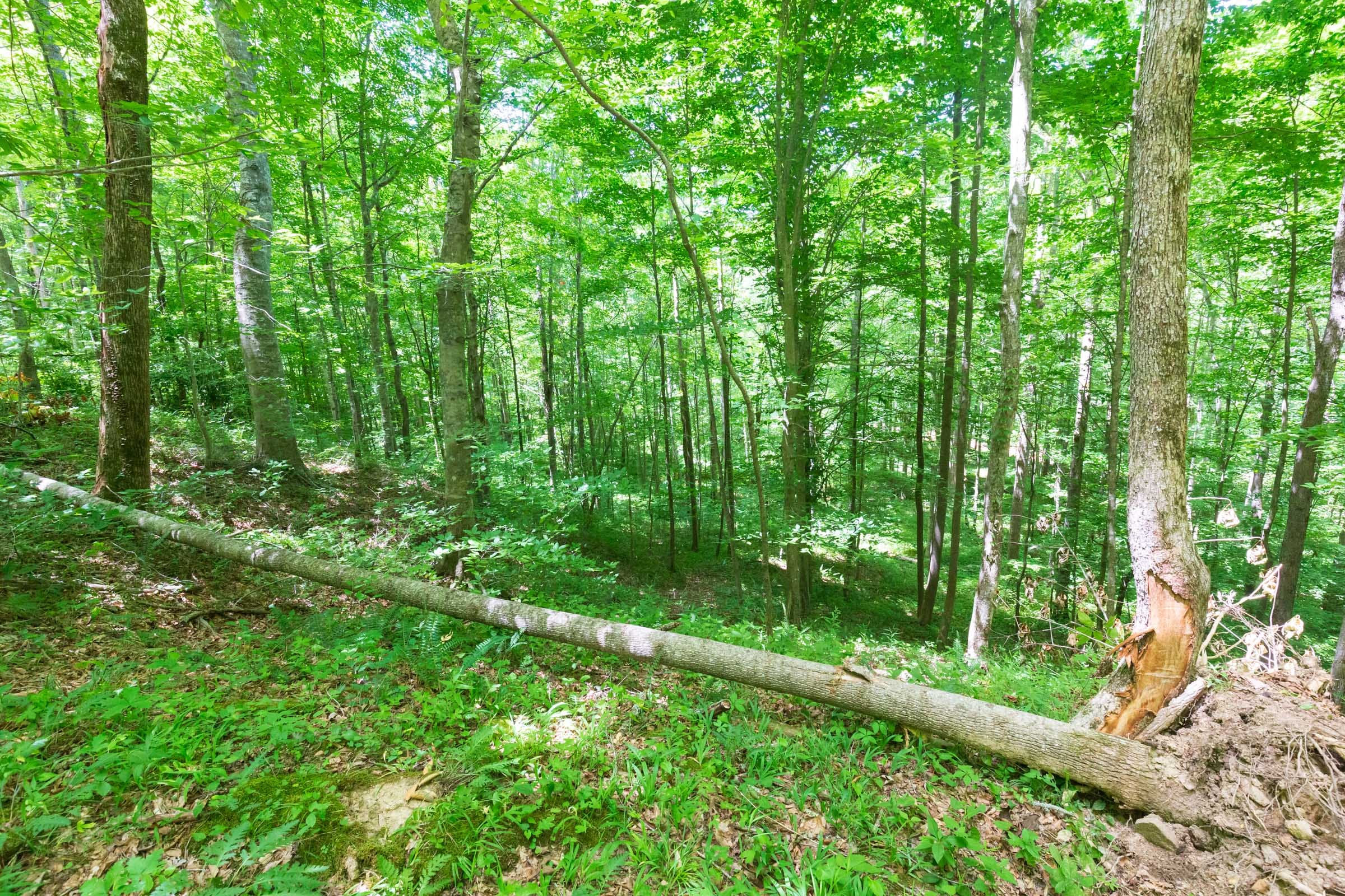 River’s Edge Tract 18 photo 28