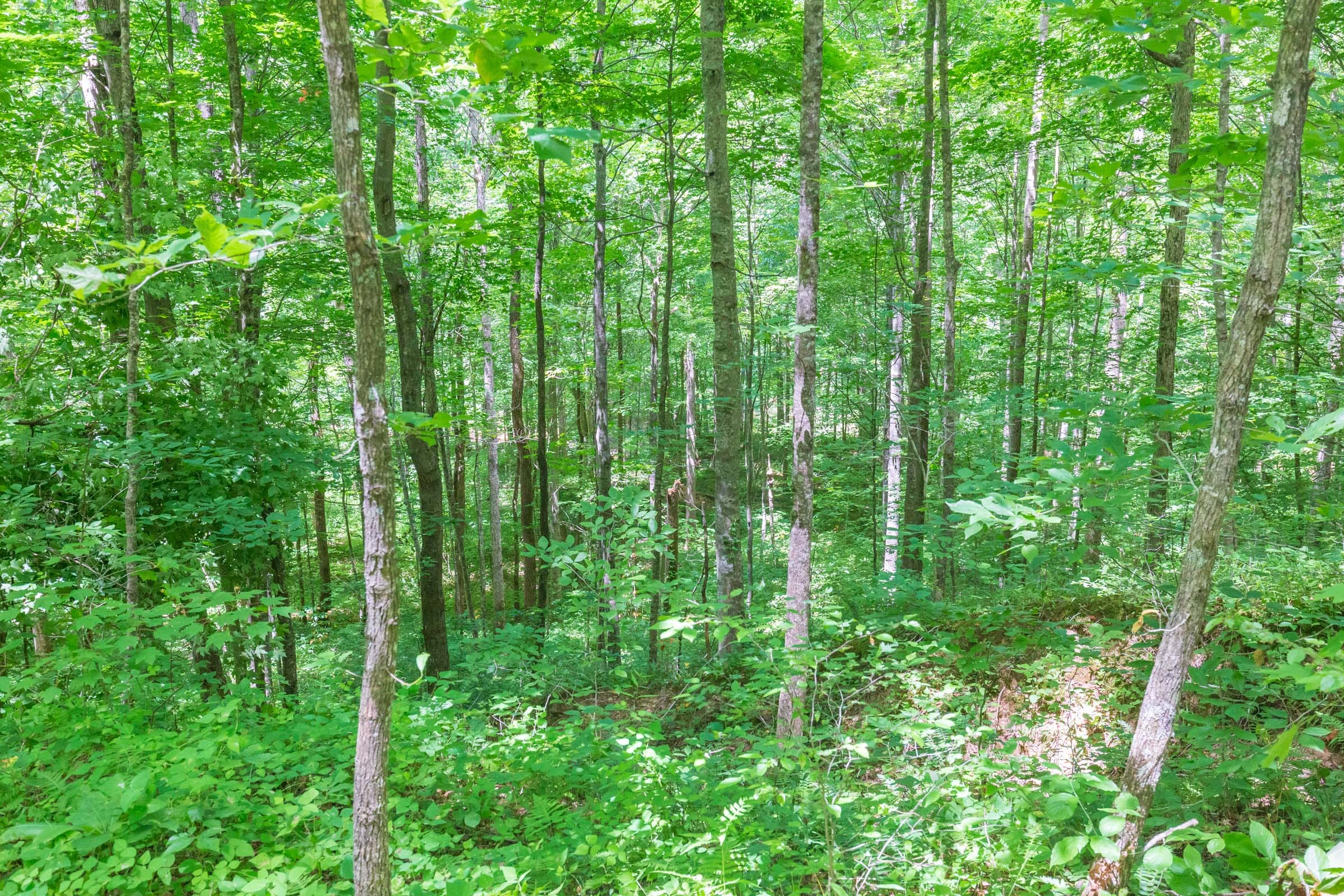 River’s Edge Tract 18 photo 29