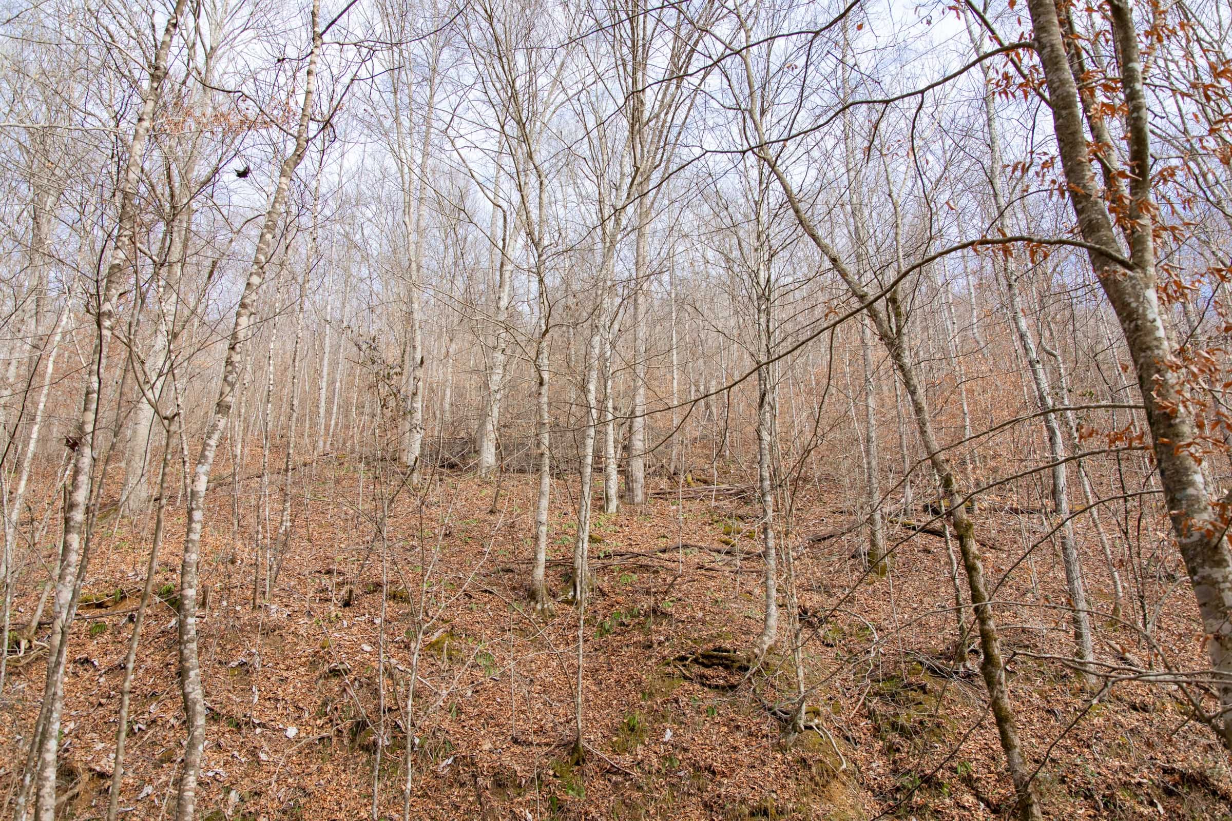 Blackstone Mountain Phase I Tract 52 photo 3