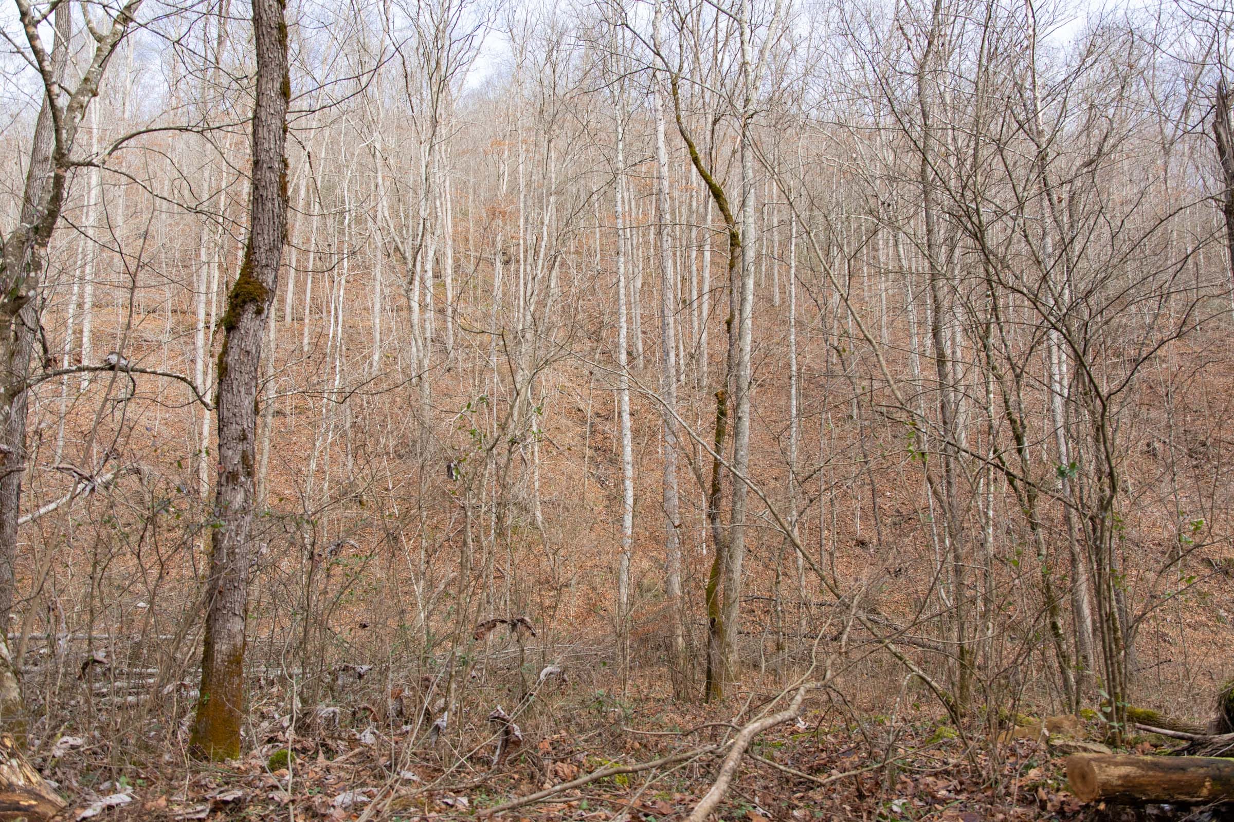 Blackstone Mountain Phase I Tract 52 photo 7
