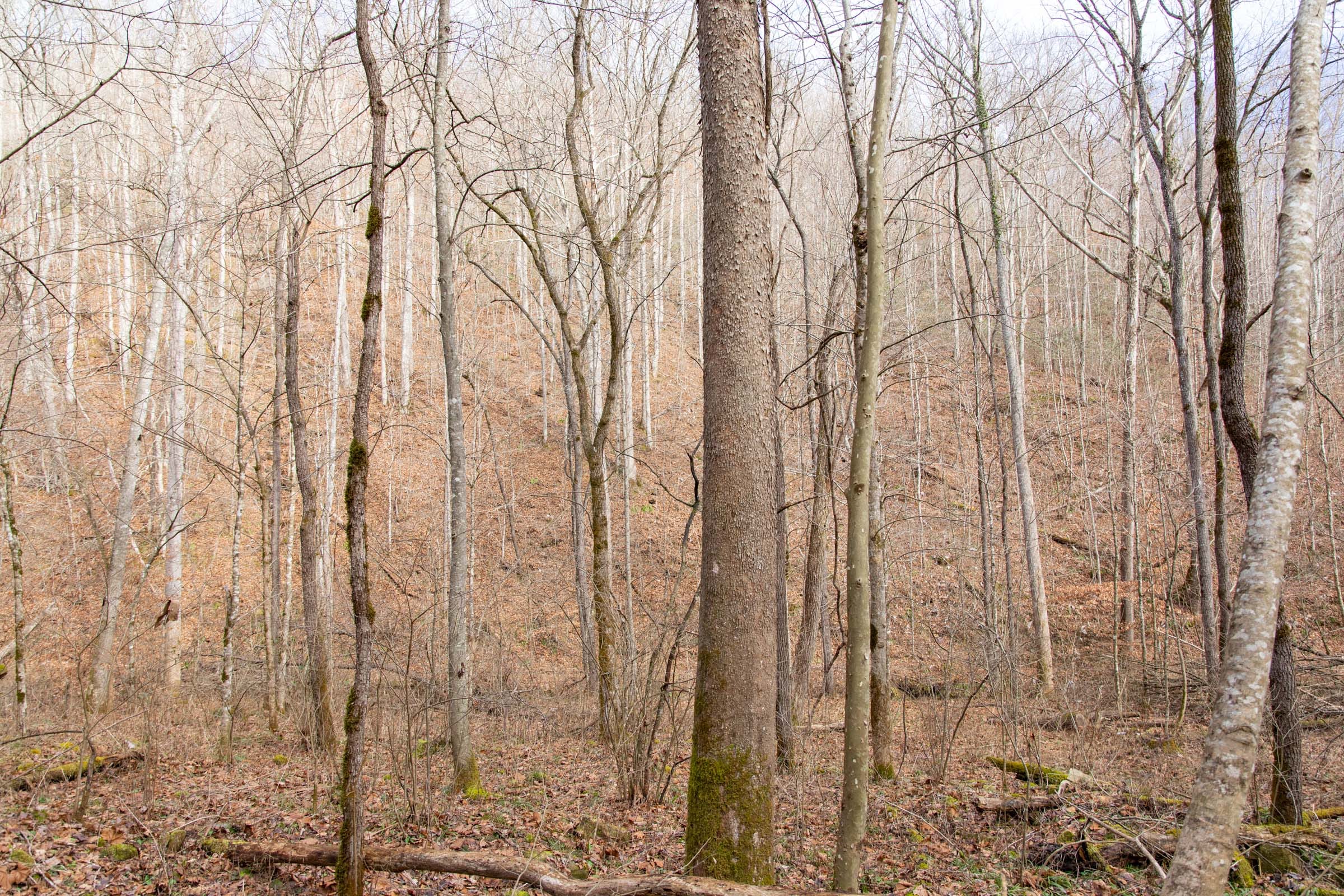 Blackstone Mountain Phase I Tract 52 photo 8