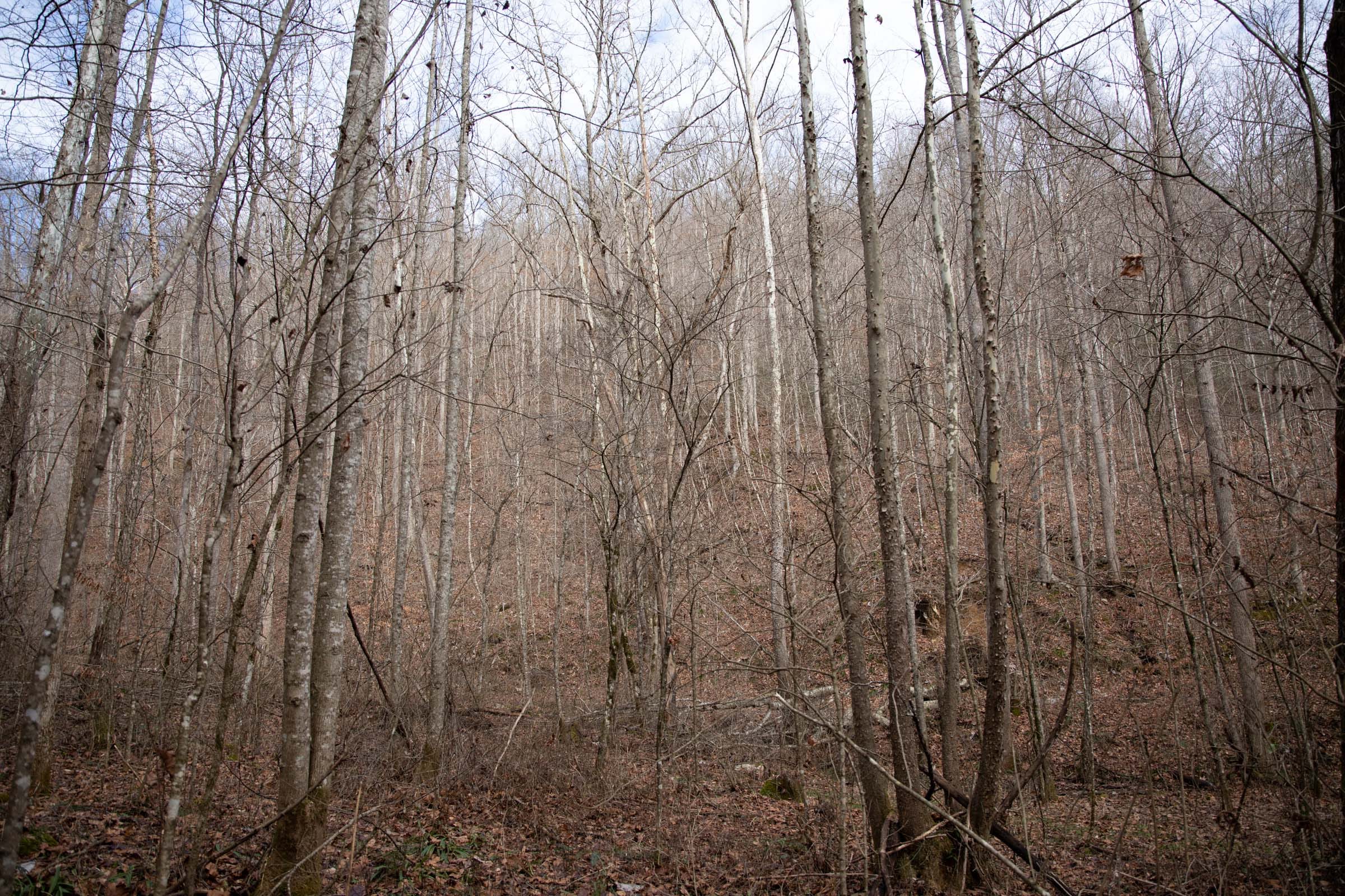 Blackstone Mountain Phase I Tract 52 photo 10