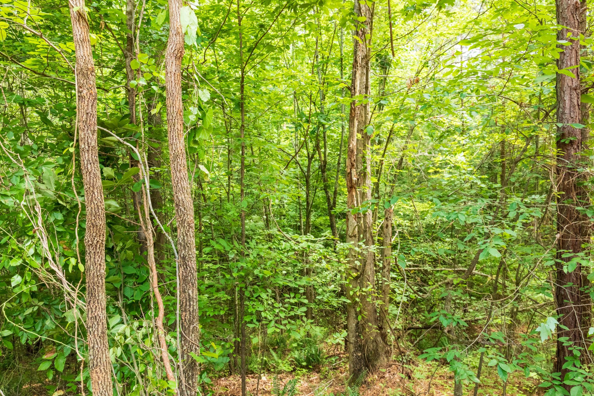 Whiskey Ridge Tract 9 photo 2