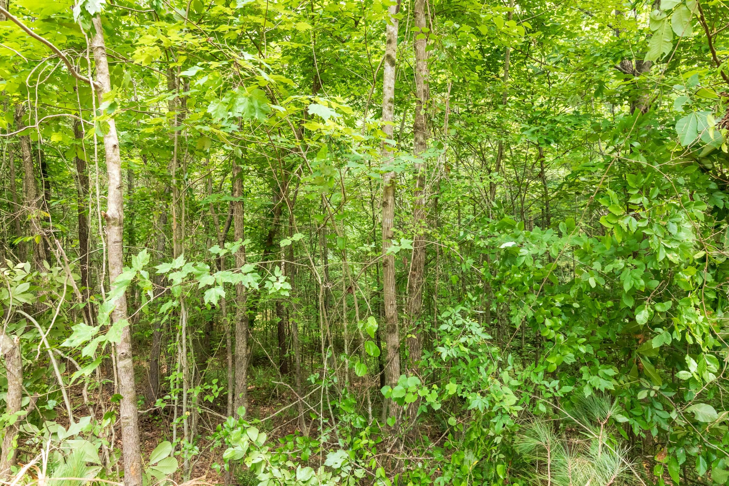 Whiskey Ridge Tract 9 photo 3