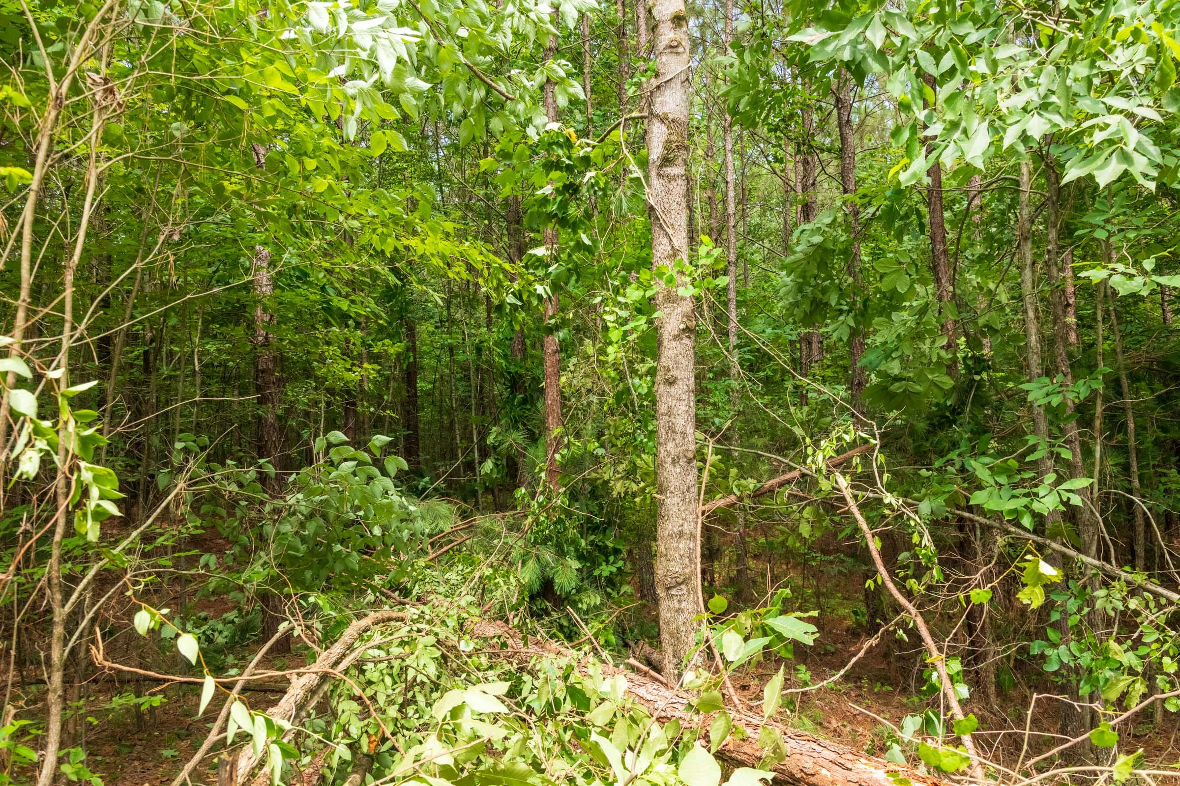 Whiskey Ridge Tract 9 photo 4