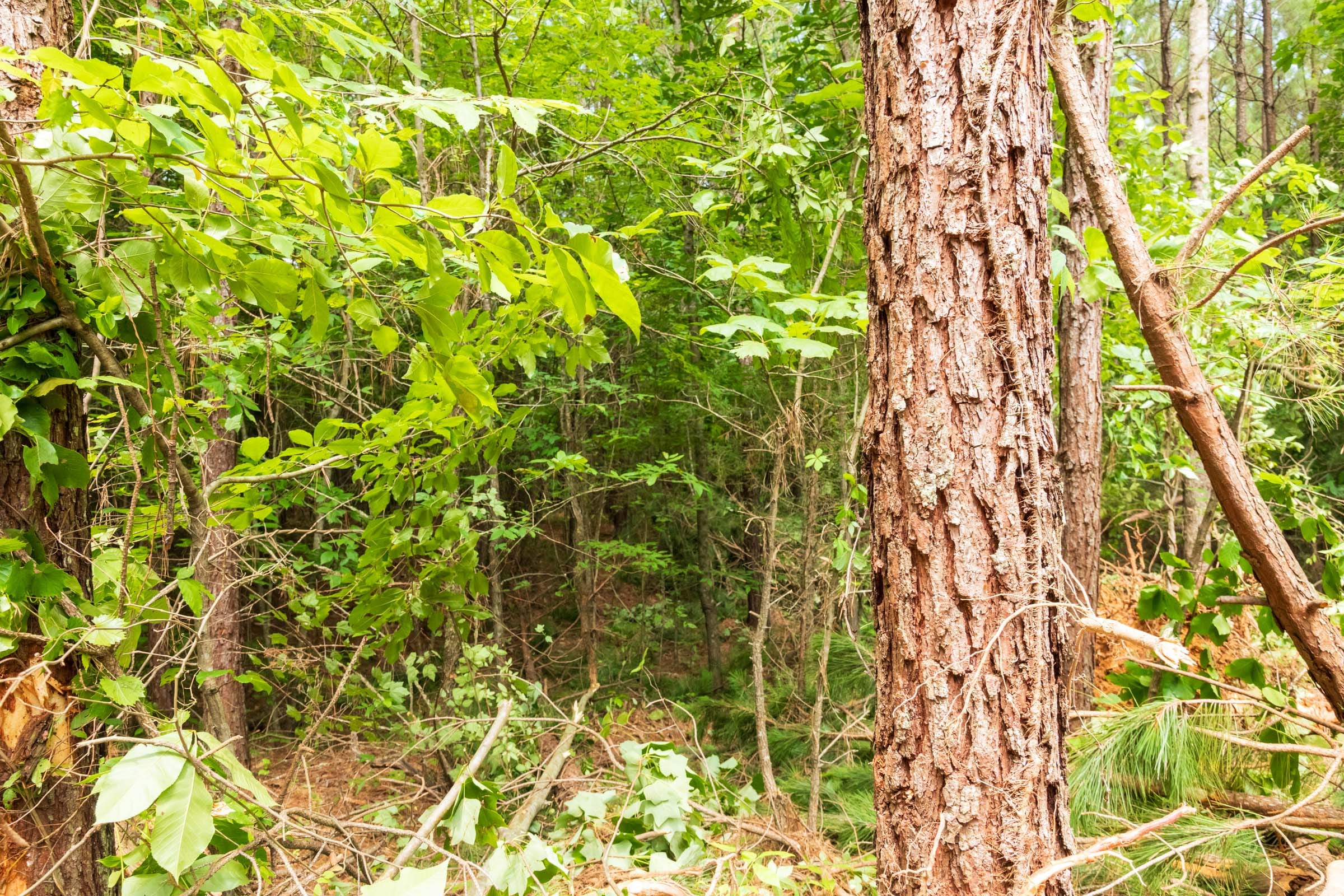 Whiskey Ridge Tract 9 photo 5