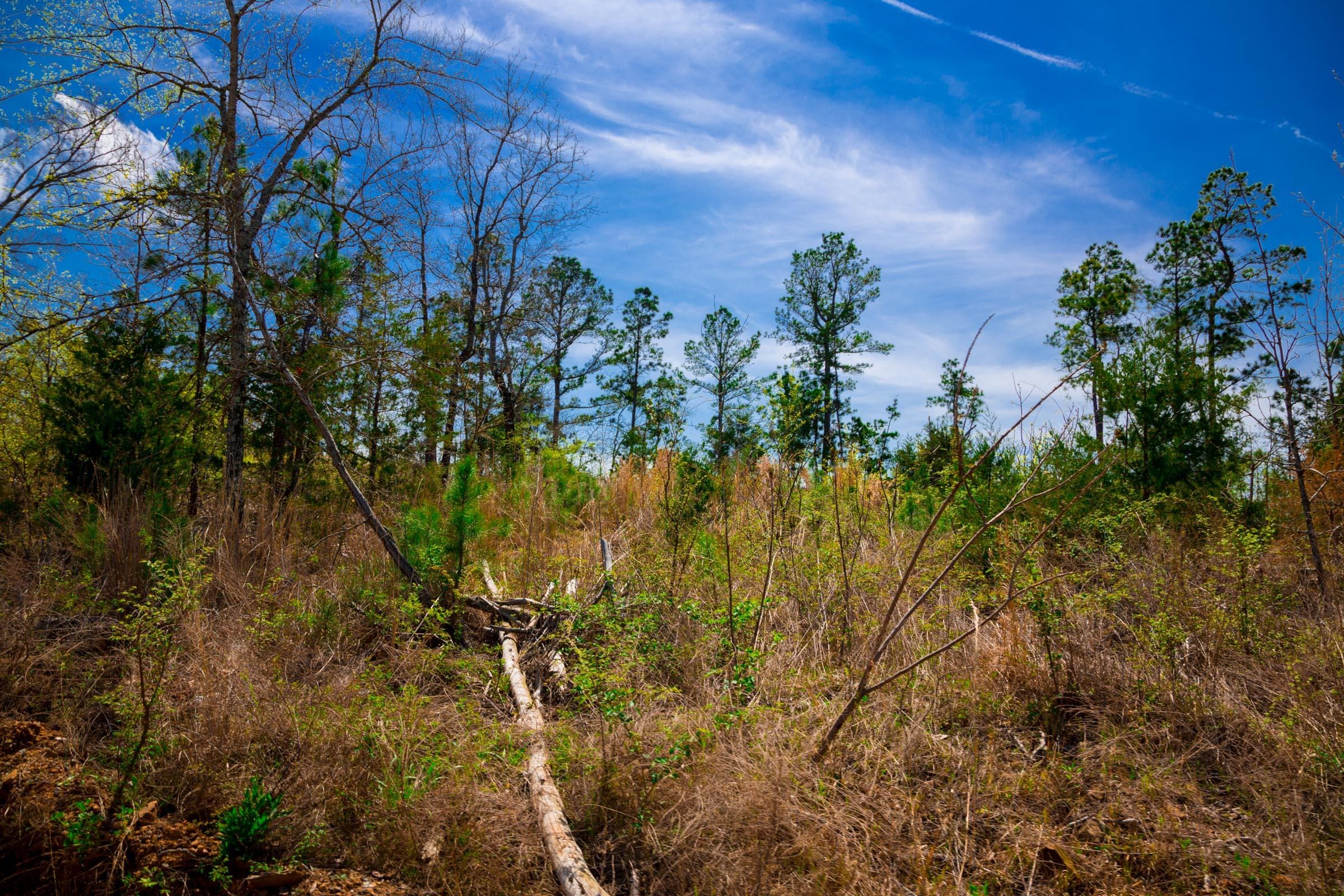Stone Creek Phase II Tract 250 photo 3