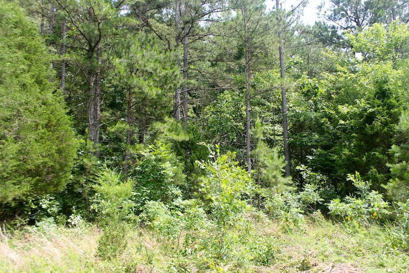 Green Mountain Ranch Tract 53 photo 3