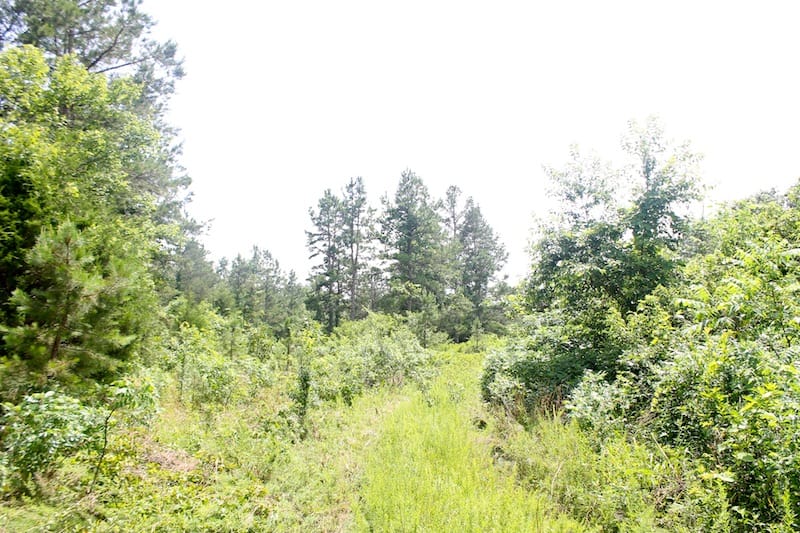 Green Mountain Ranch Tract 53 photo 4