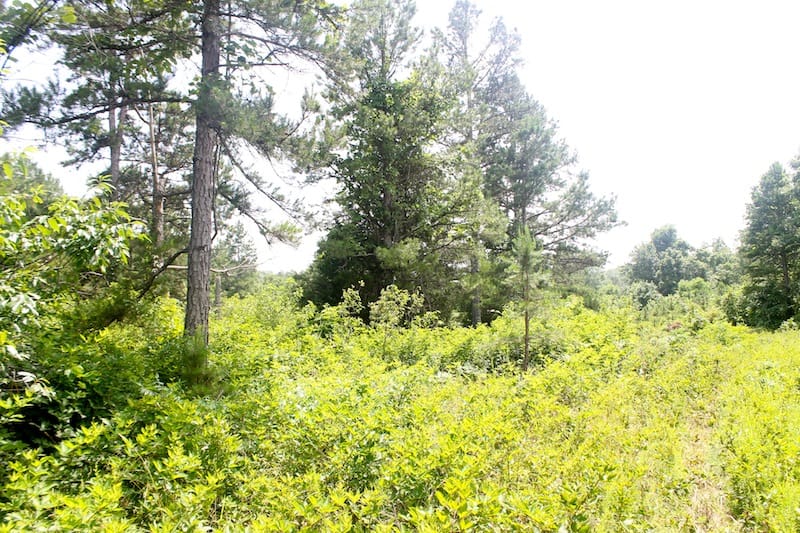 Green Mountain Ranch Tract 53 photo 5