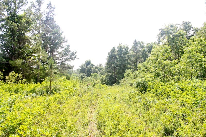 Green Mountain Ranch Tract 53 photo 6