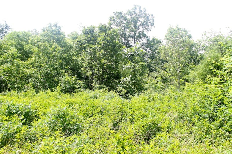 Green Mountain Ranch Tract 53 photo 7