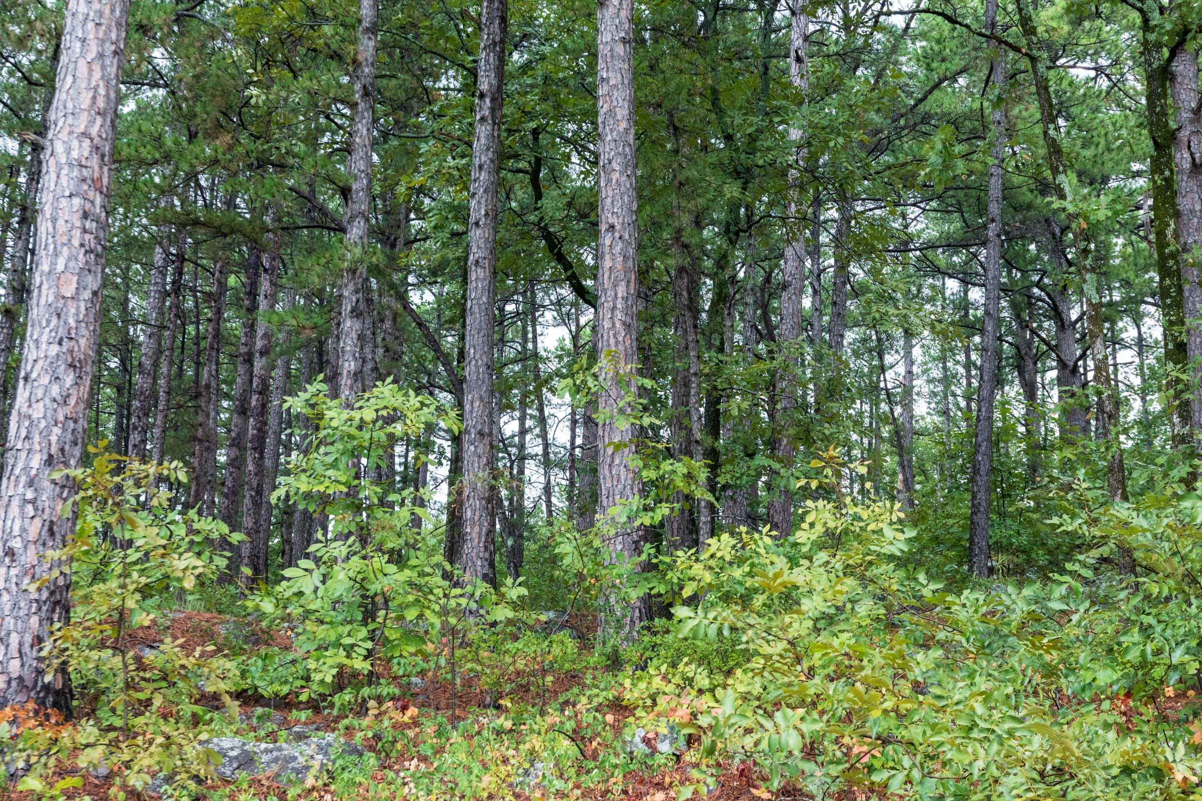 Stone Bridge Phase V Tract 427 photo 14