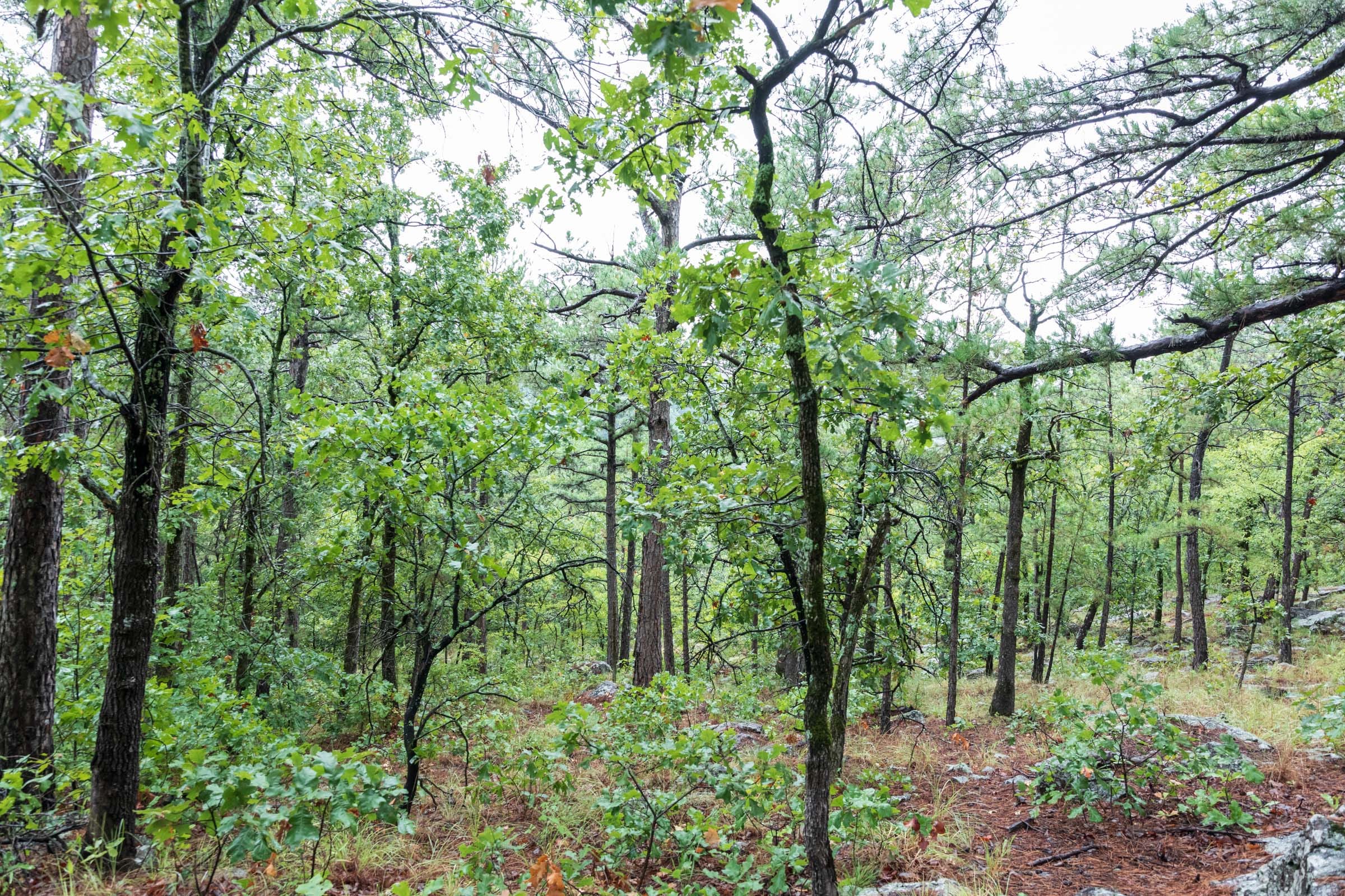 Stone Bridge Phase V Tract 427 photo 16