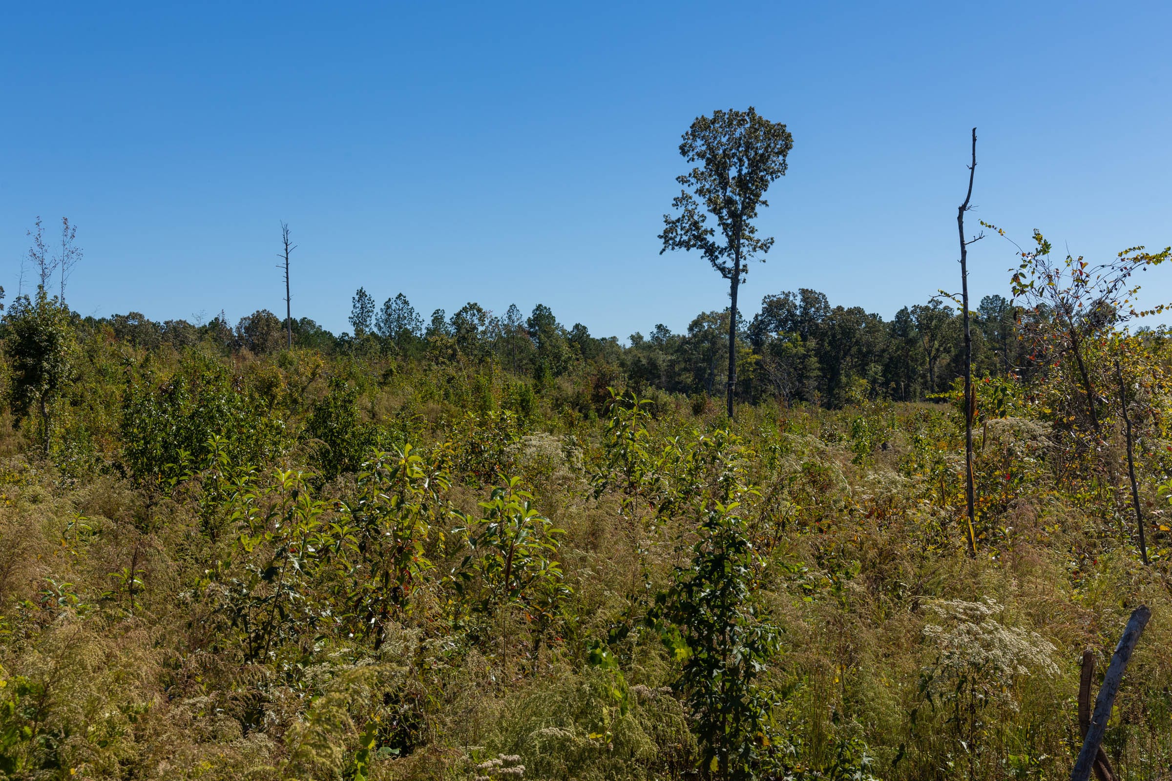 Meyer’s Ridge Tract 15 photo 7