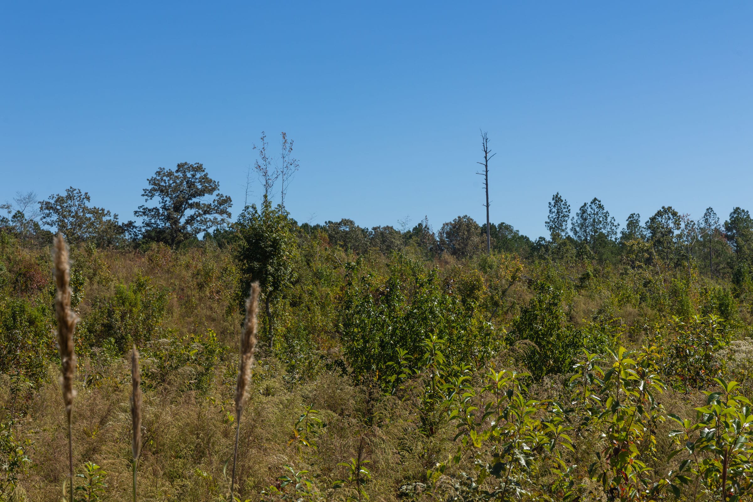 Meyer’s Ridge Tract 15 photo 4