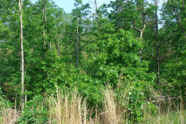 Deer Valley Tract 5 photo 3