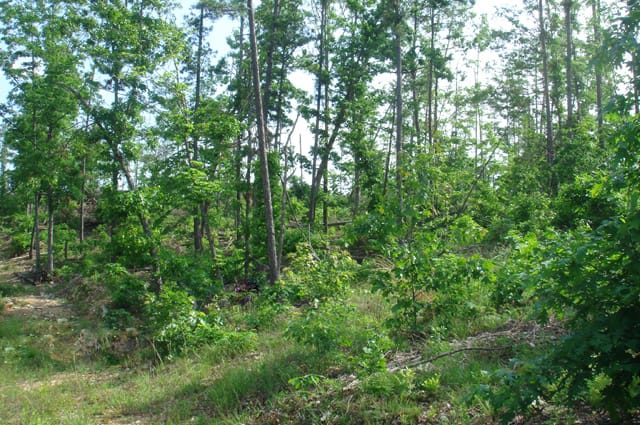 Deer Valley Tract 5 photo 4