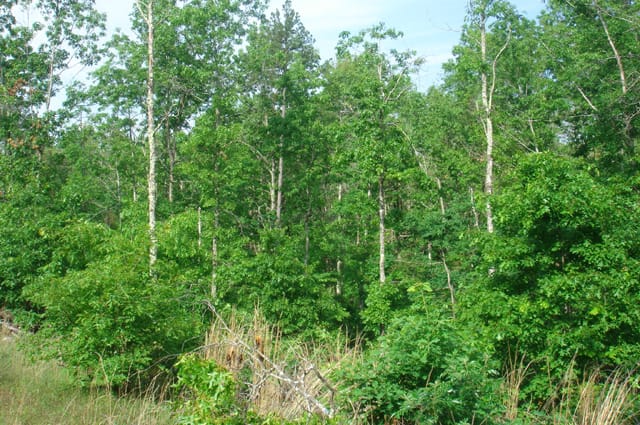 Deer Valley Tract 5 photo 6