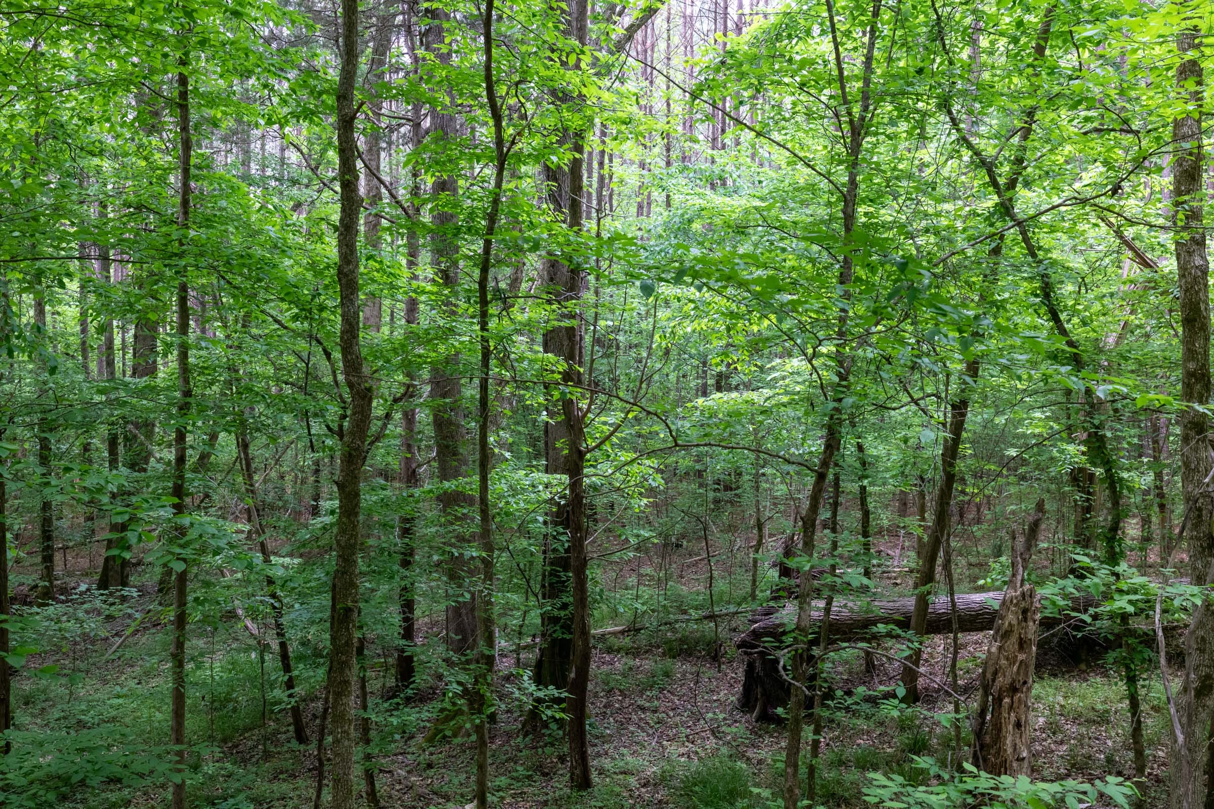 Cedar Creek Tract 38 photo 4