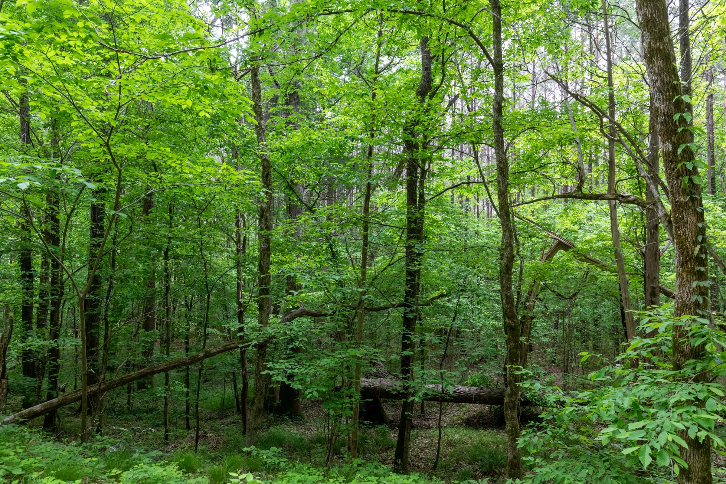 Cedar Creek Tract 38 photo 5