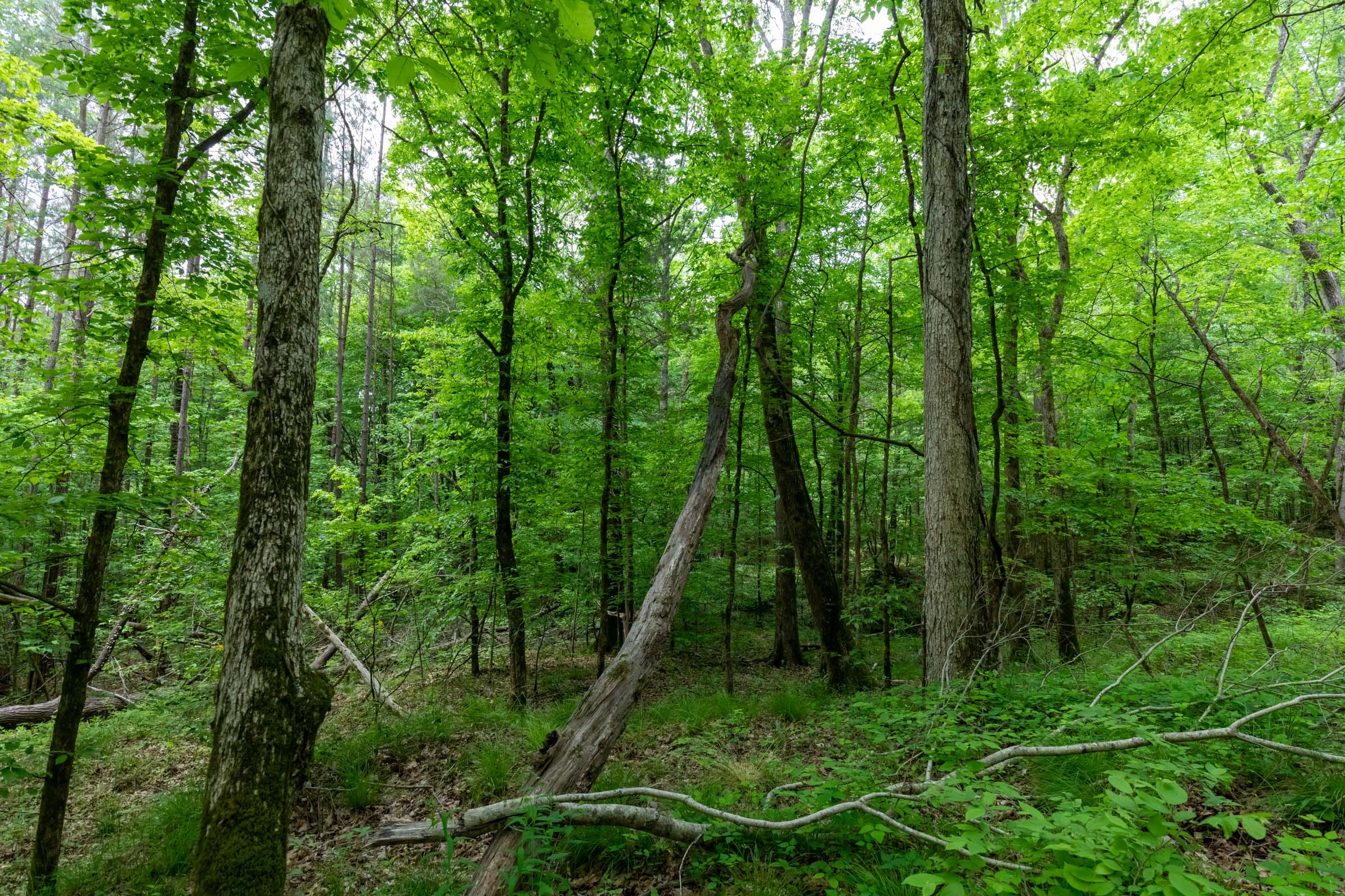 Cedar Creek Tract 38 photo 6