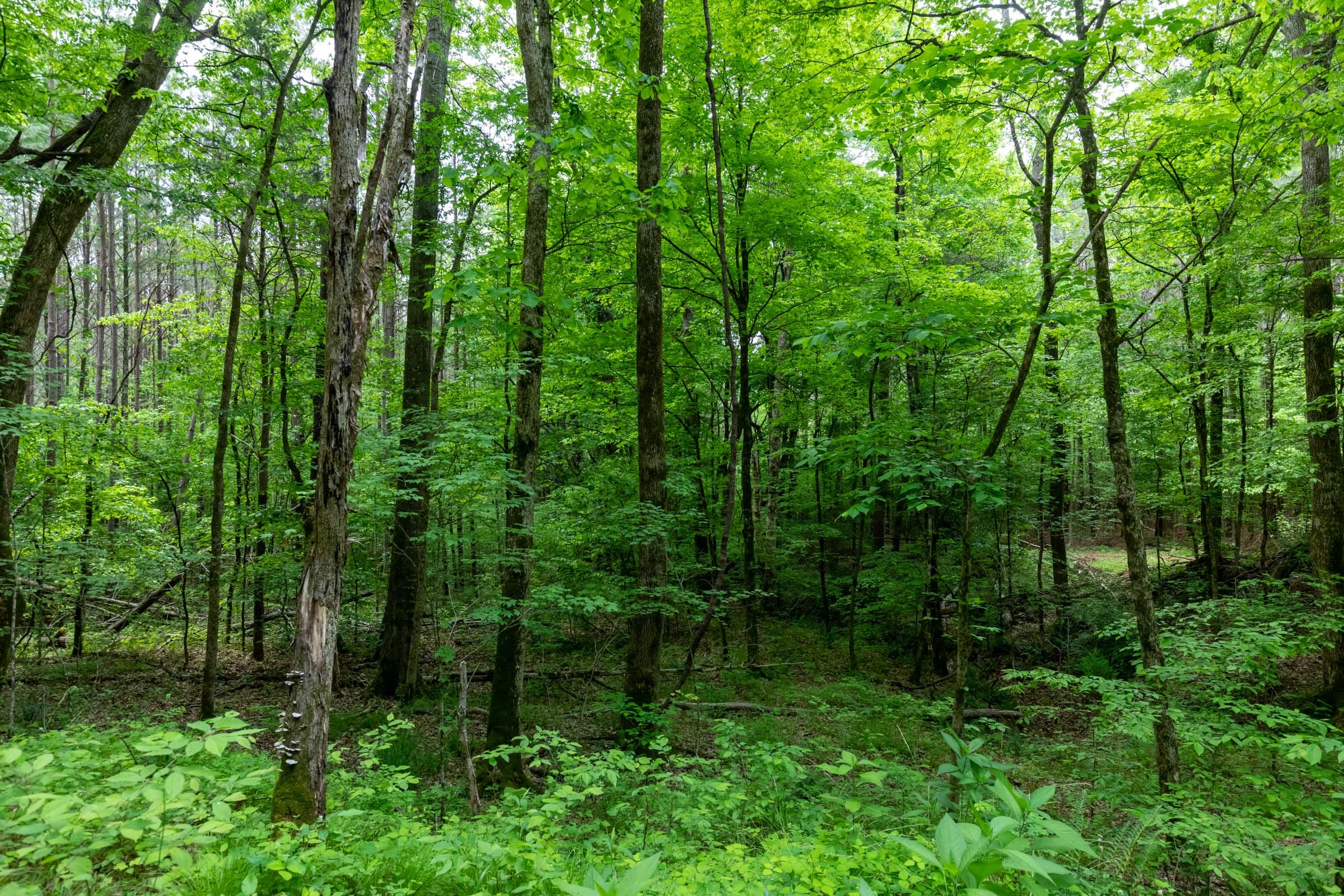 Cedar Creek Tract 38 photo 7