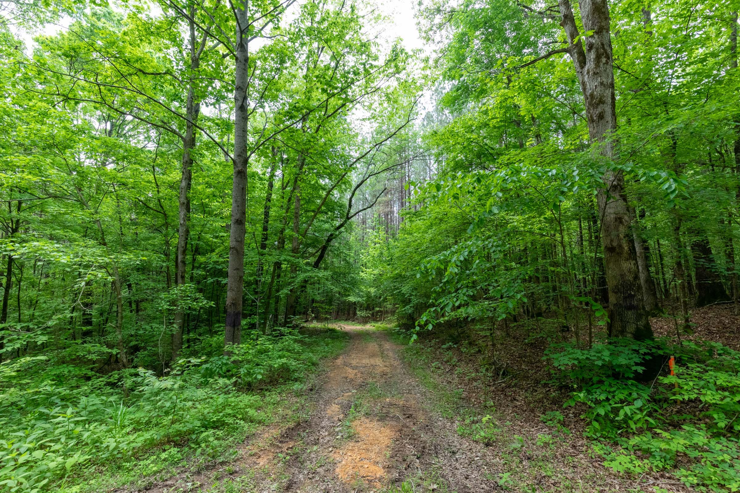 Cedar Creek Tract 38 photo 8
