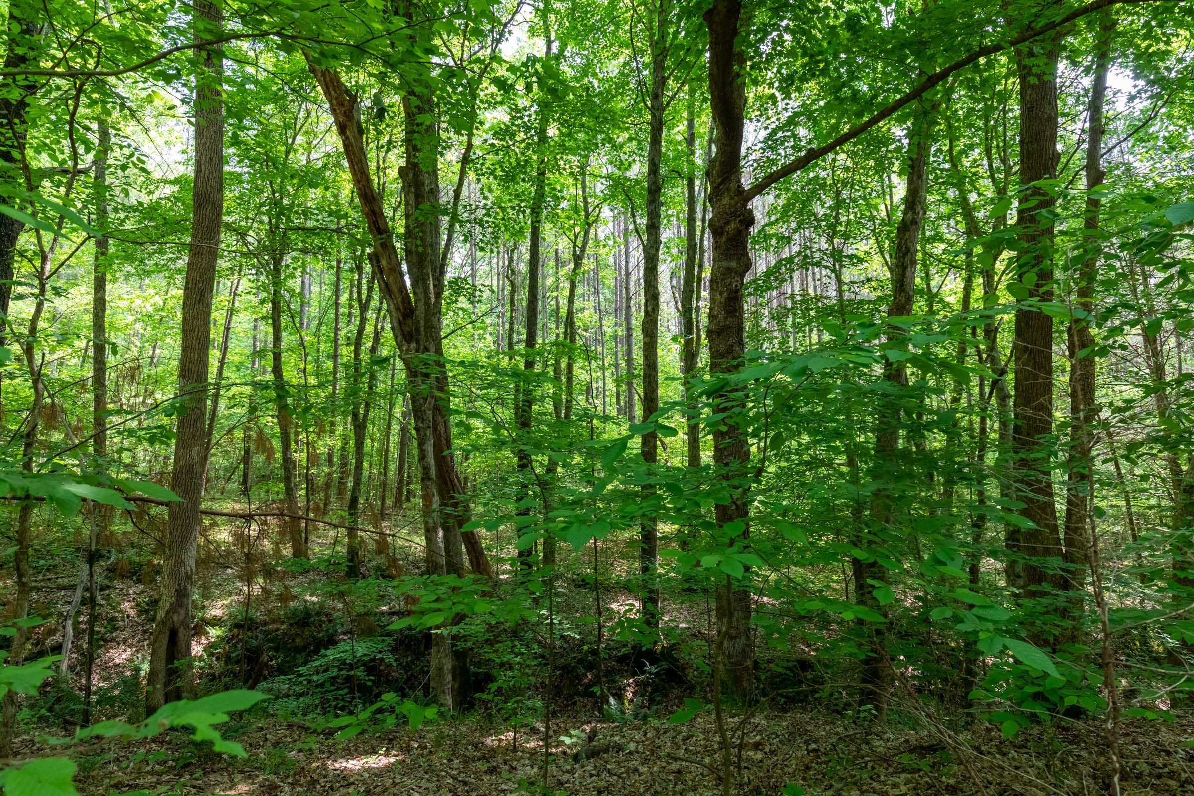 Cedar Creek Tract 38 photo 9
