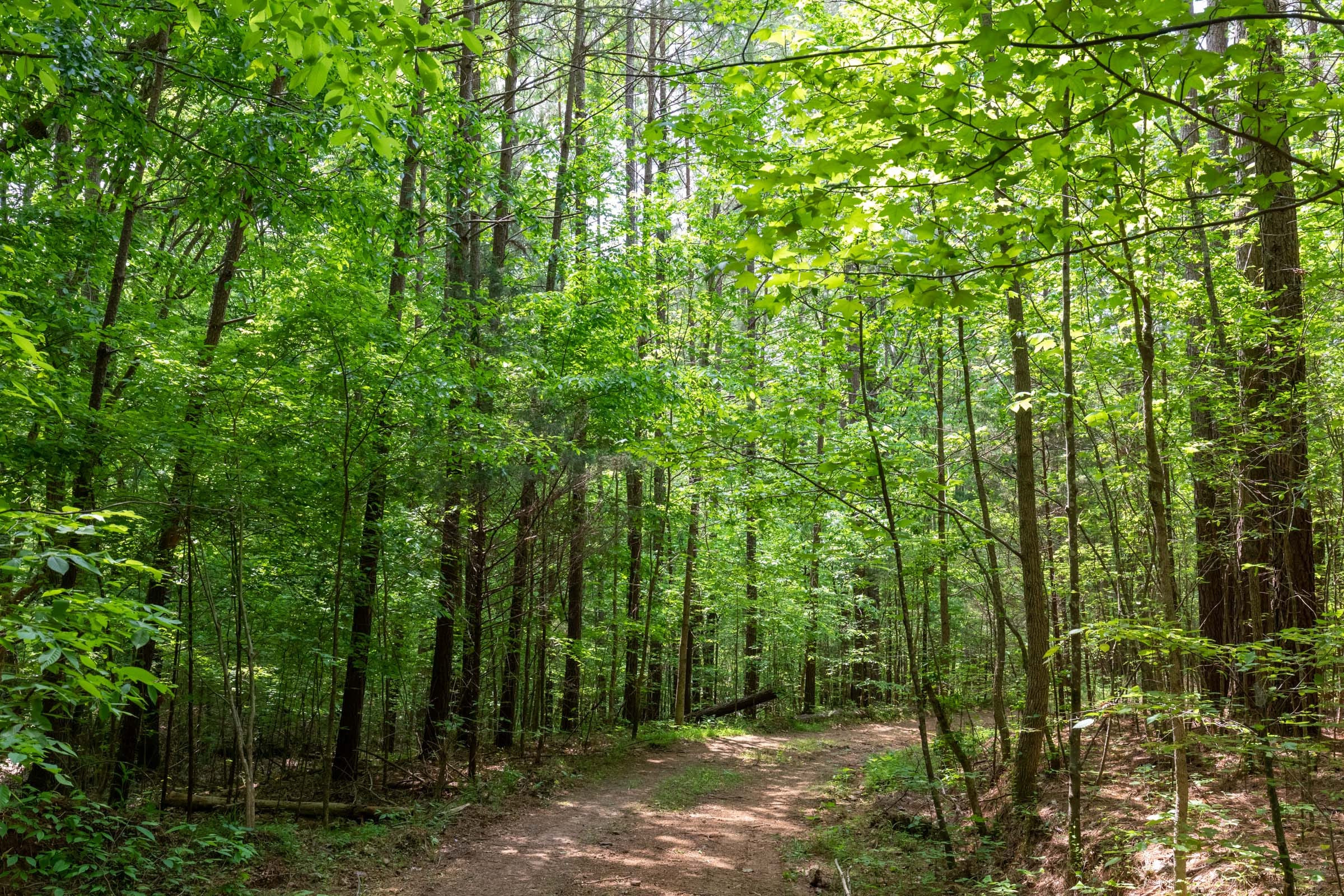 Cedar Creek Tract 38 photo 10
