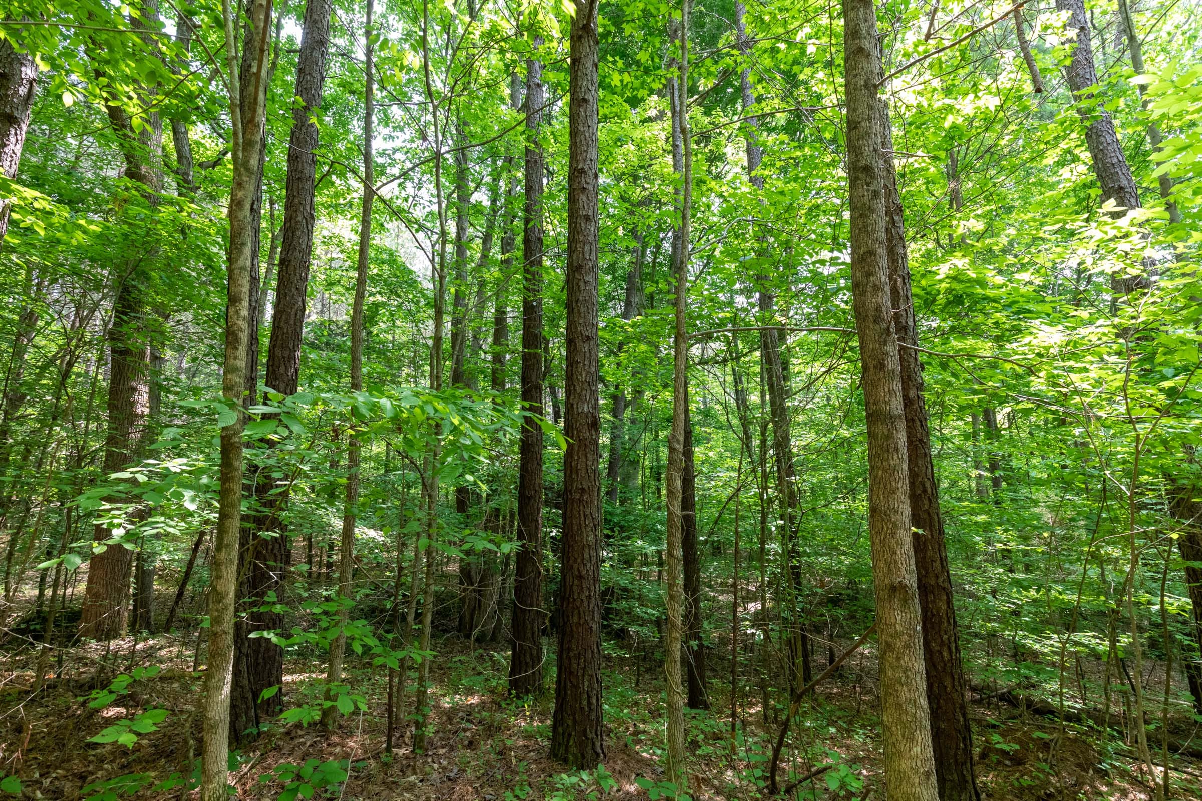 Cedar Creek Tract 38 photo 11