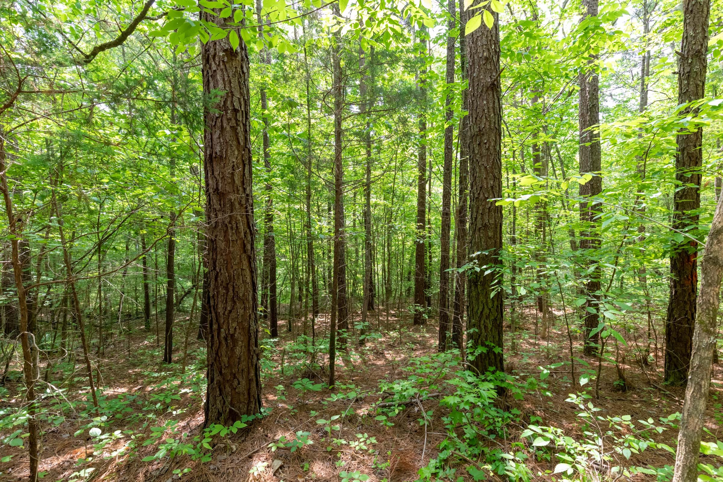 Cedar Creek Tract 38 photo 12