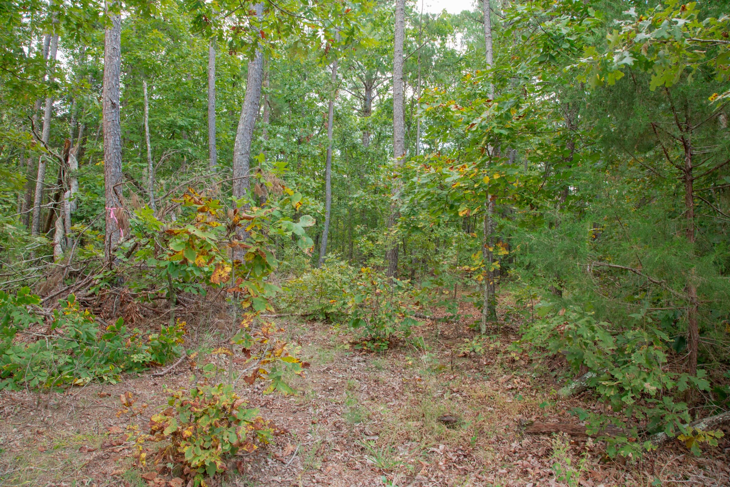 Wagon Wheel Ranch Tract 54 photo 3