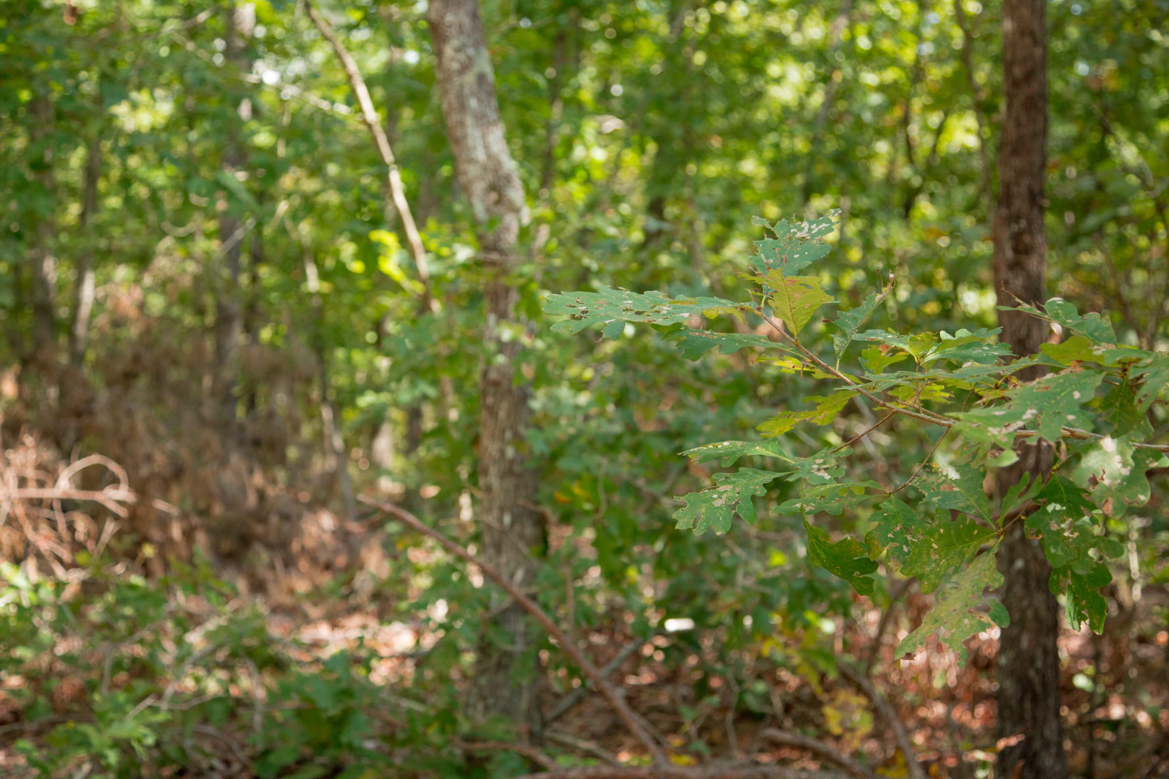 Wagon Wheel Ranch Tract 54 photo 6