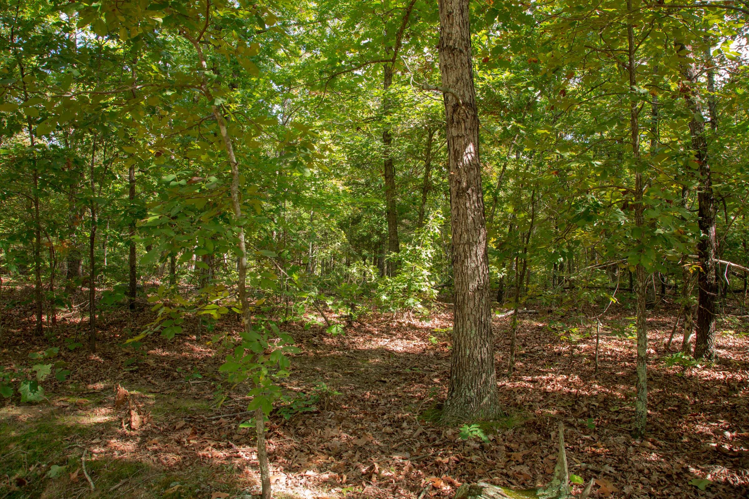 Wagon Wheel Ranch Tract 54 photo 8