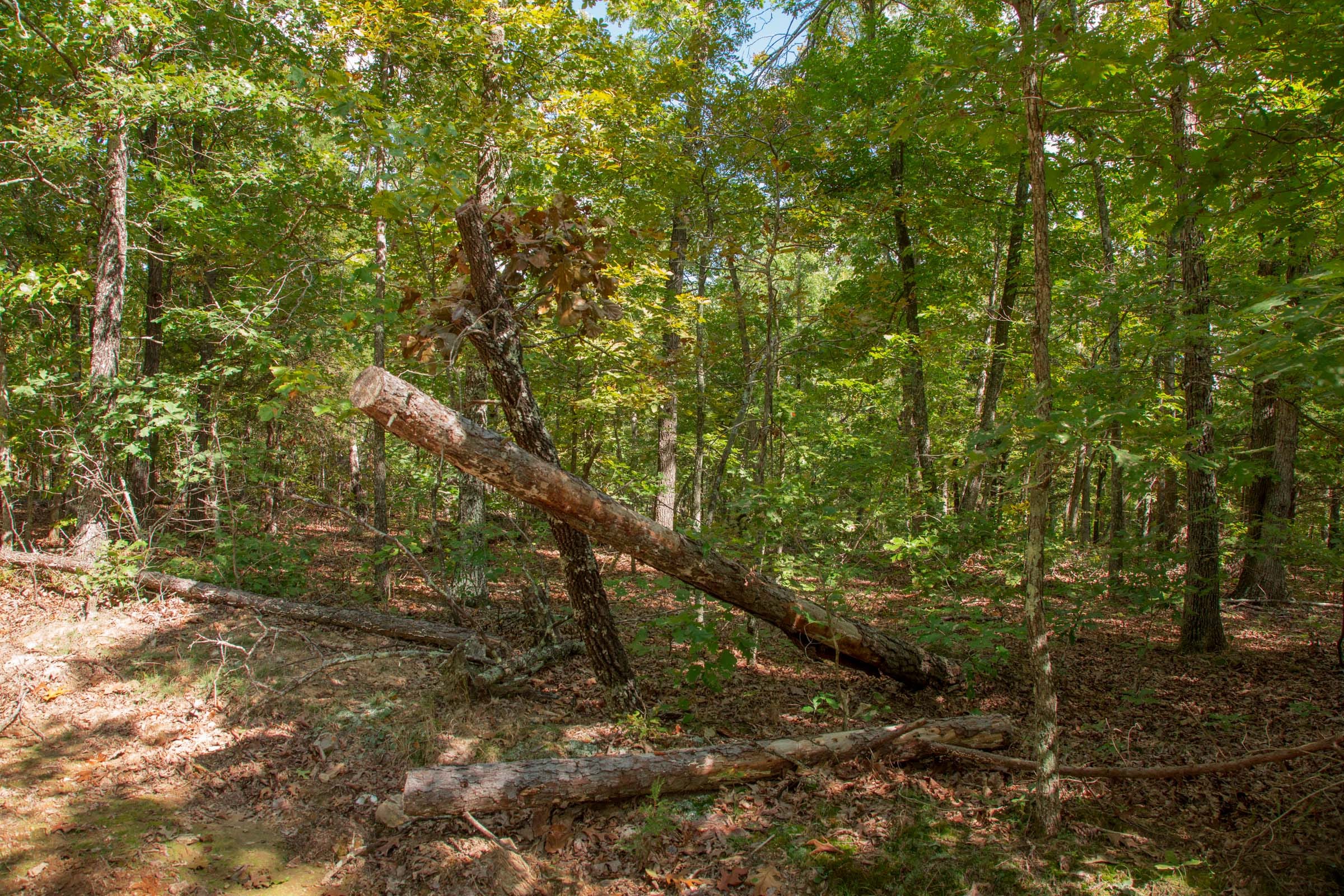 Wagon Wheel Ranch Tract 54 photo 9