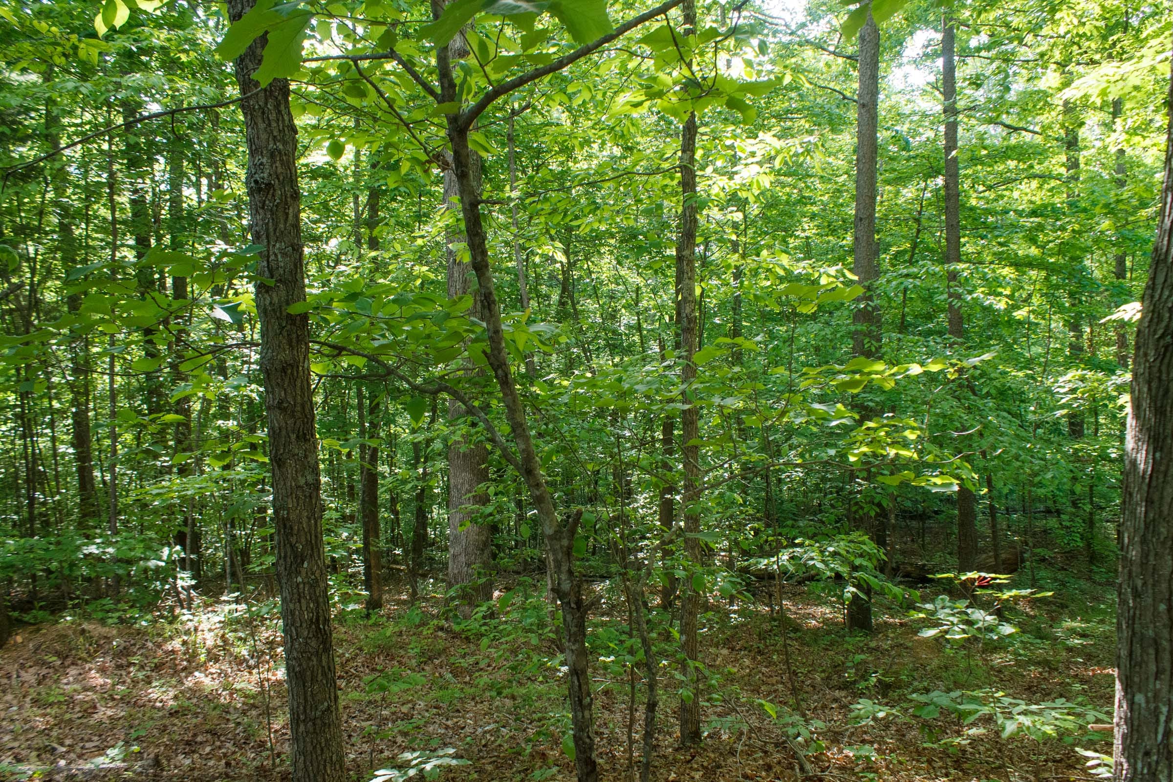 Riverbend Tract 22 photo 5