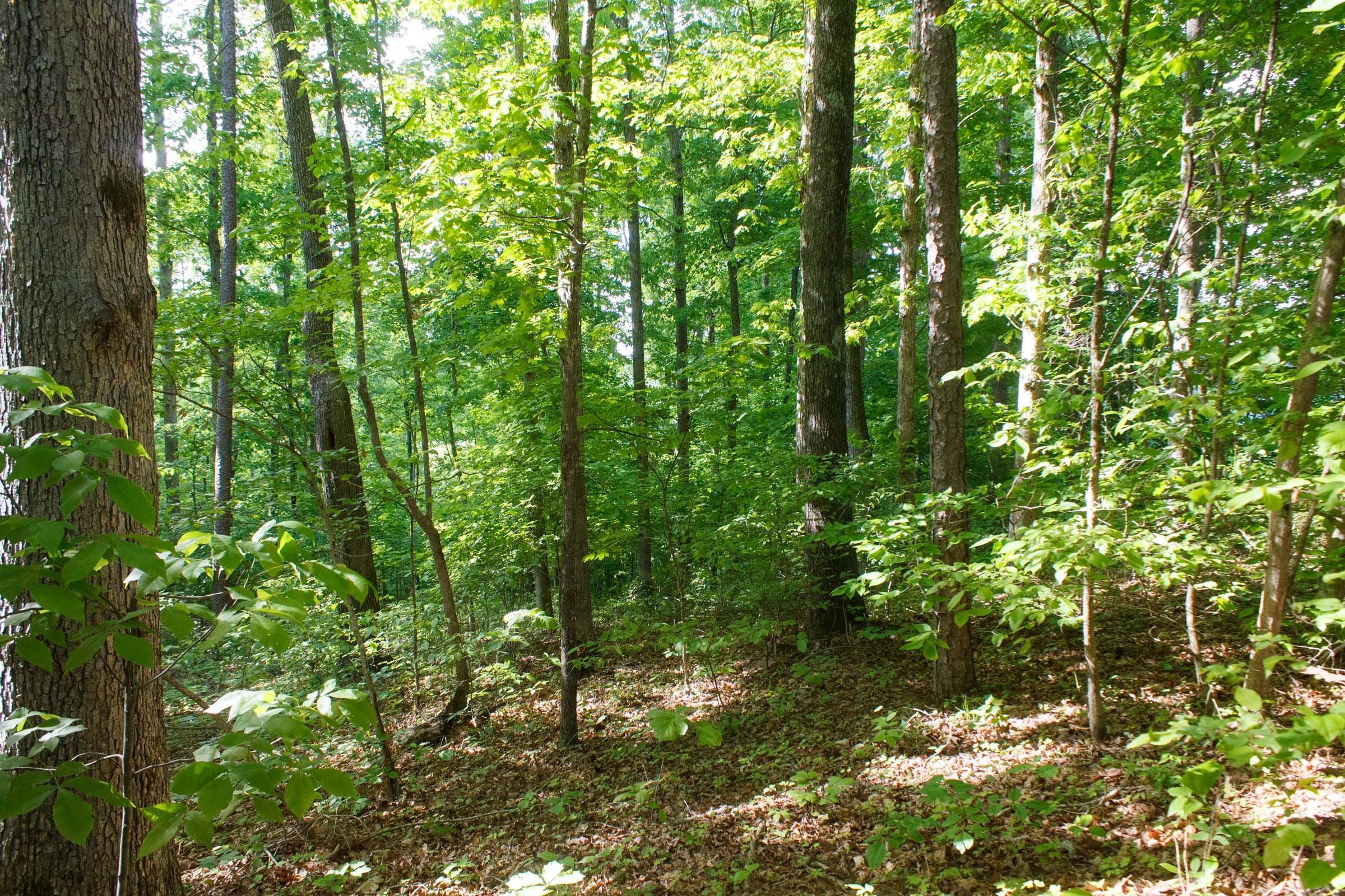 Riverbend Tract 22 photo 6